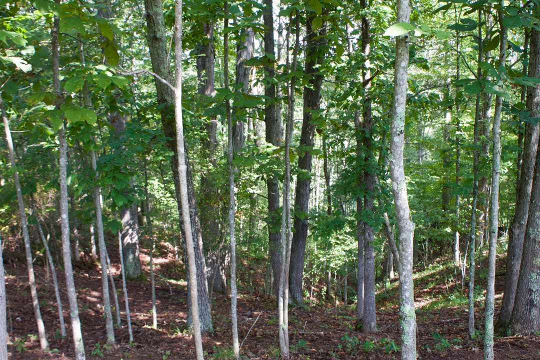 Heritage Hollow Tract 29 photo 14
