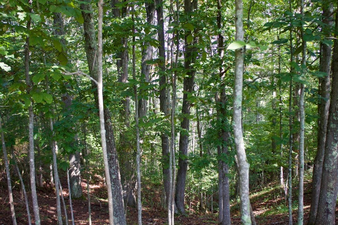 Heritage Hollow Tract 29 photo 15