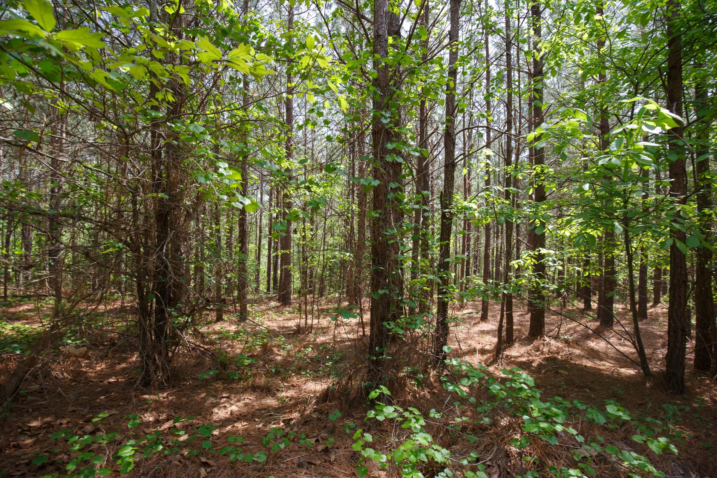 Red Barn Ranch Tract 55 photo 2