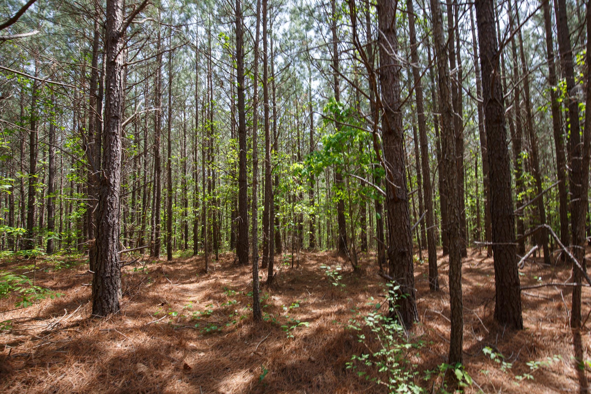 Red Barn Ranch Tract 55 photo 4