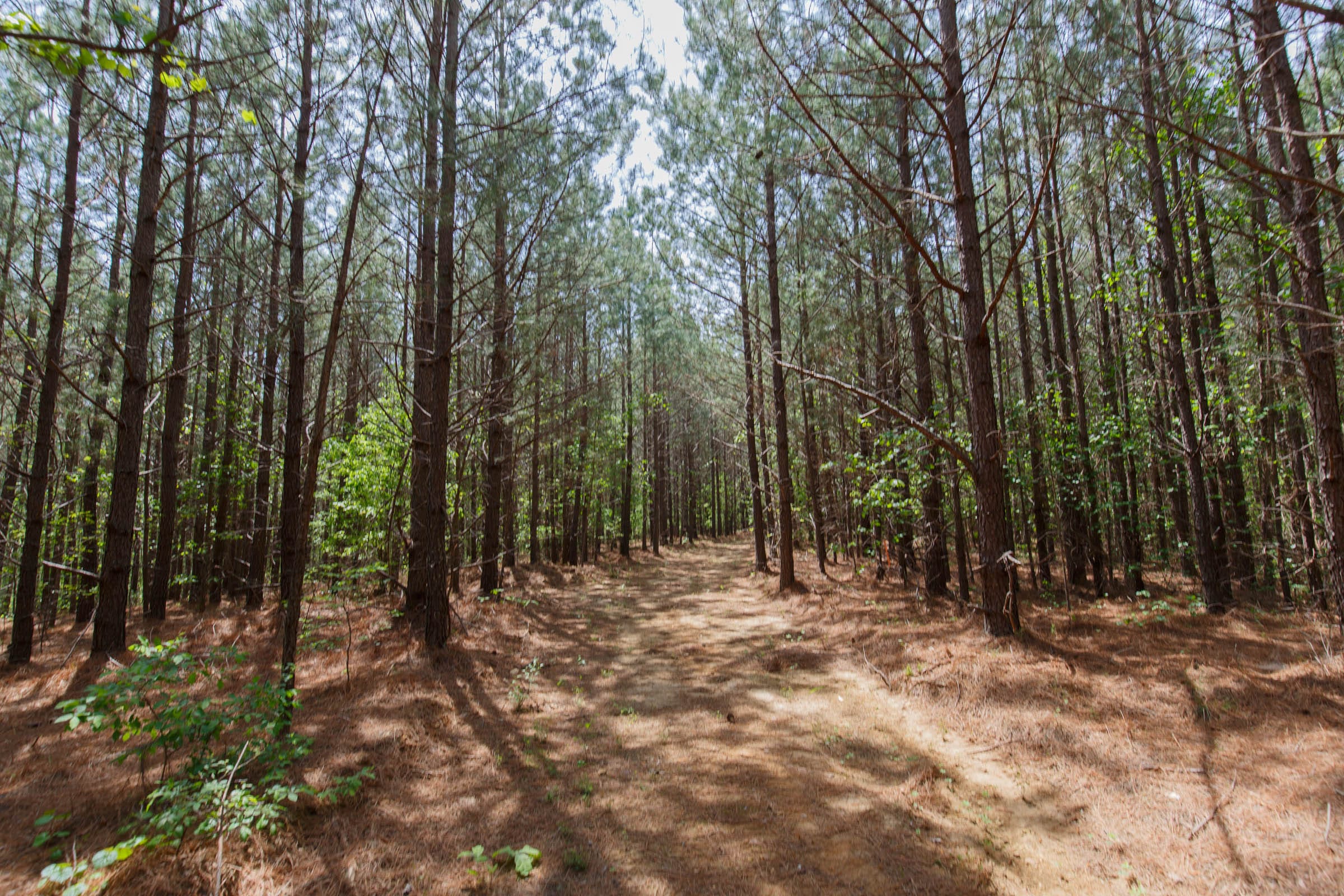 Red Barn Ranch Tract 55 photo 5
