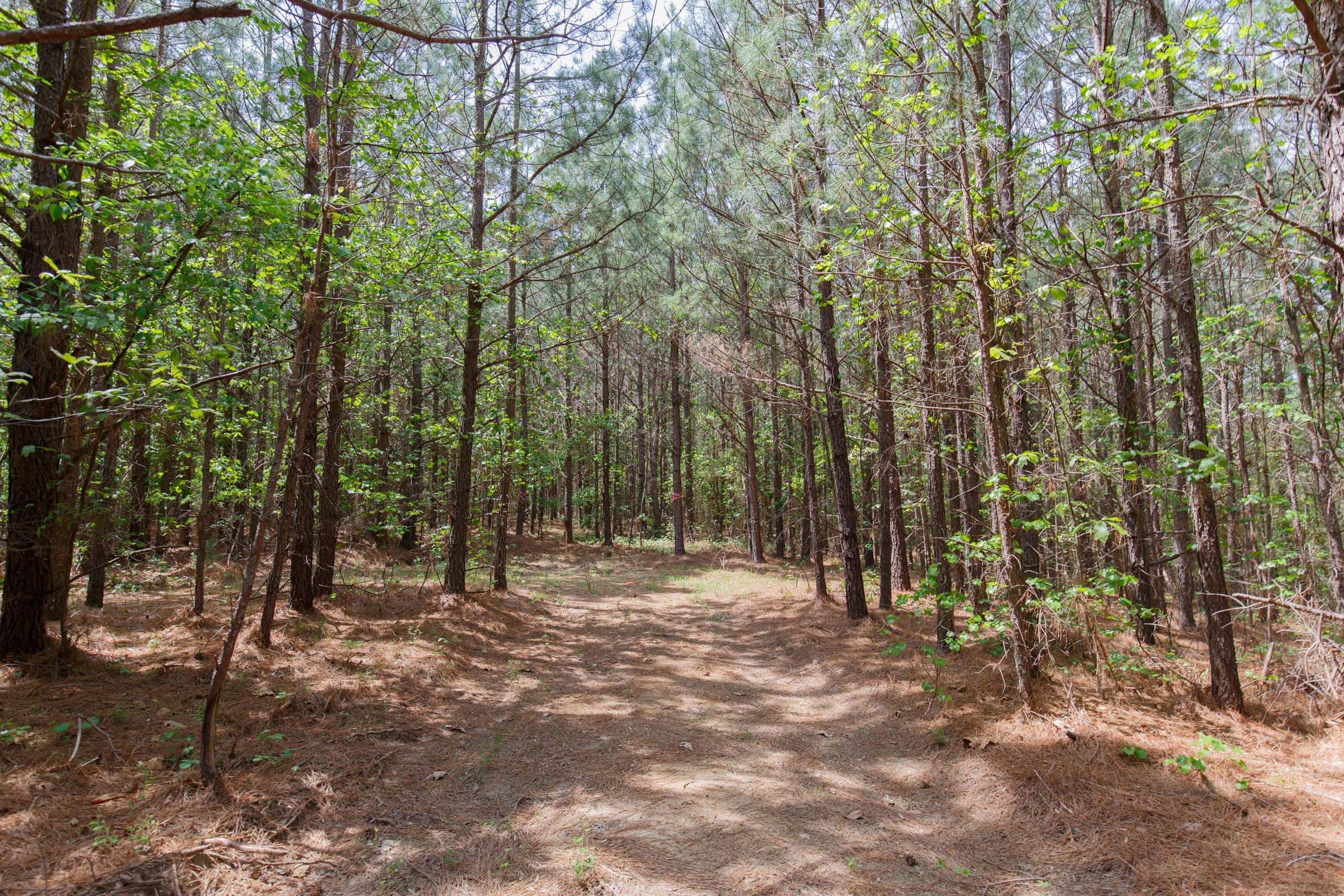 Red Barn Ranch Tract 55 photo 11