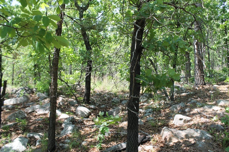 Indian Ridge – Phase II Tract 85 photo 3