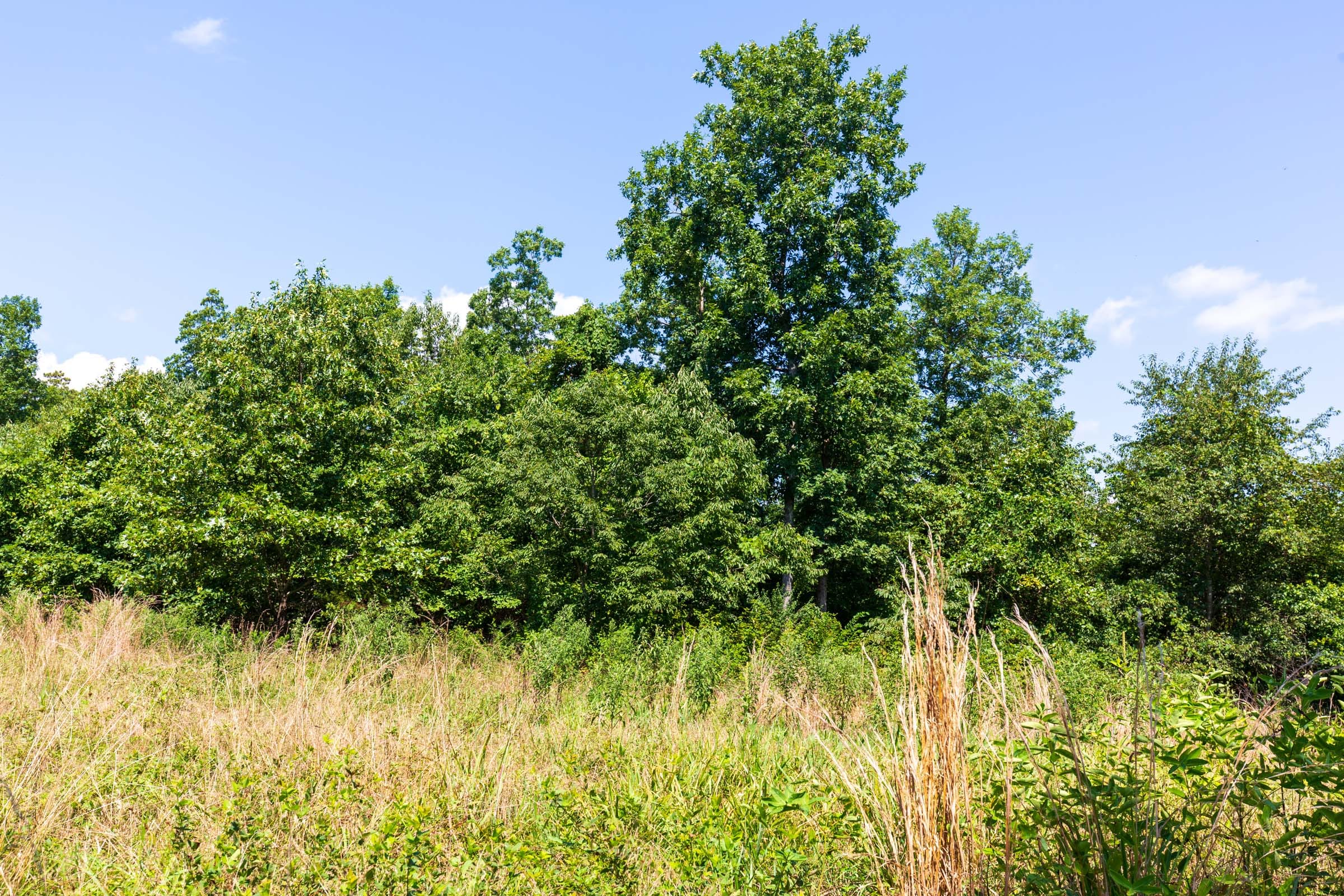 Cypress Ridge Tract 29 photo 3