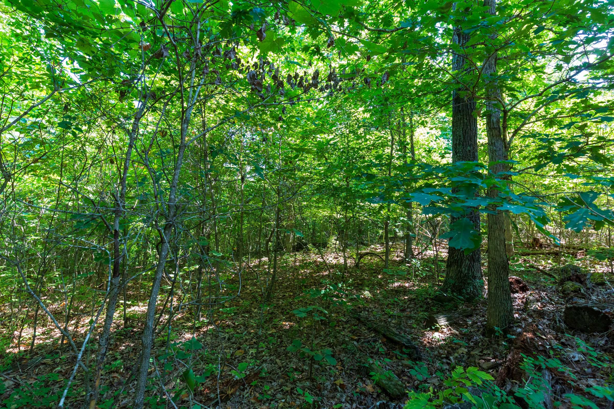 Cypress Ridge Tract 29 photo 12