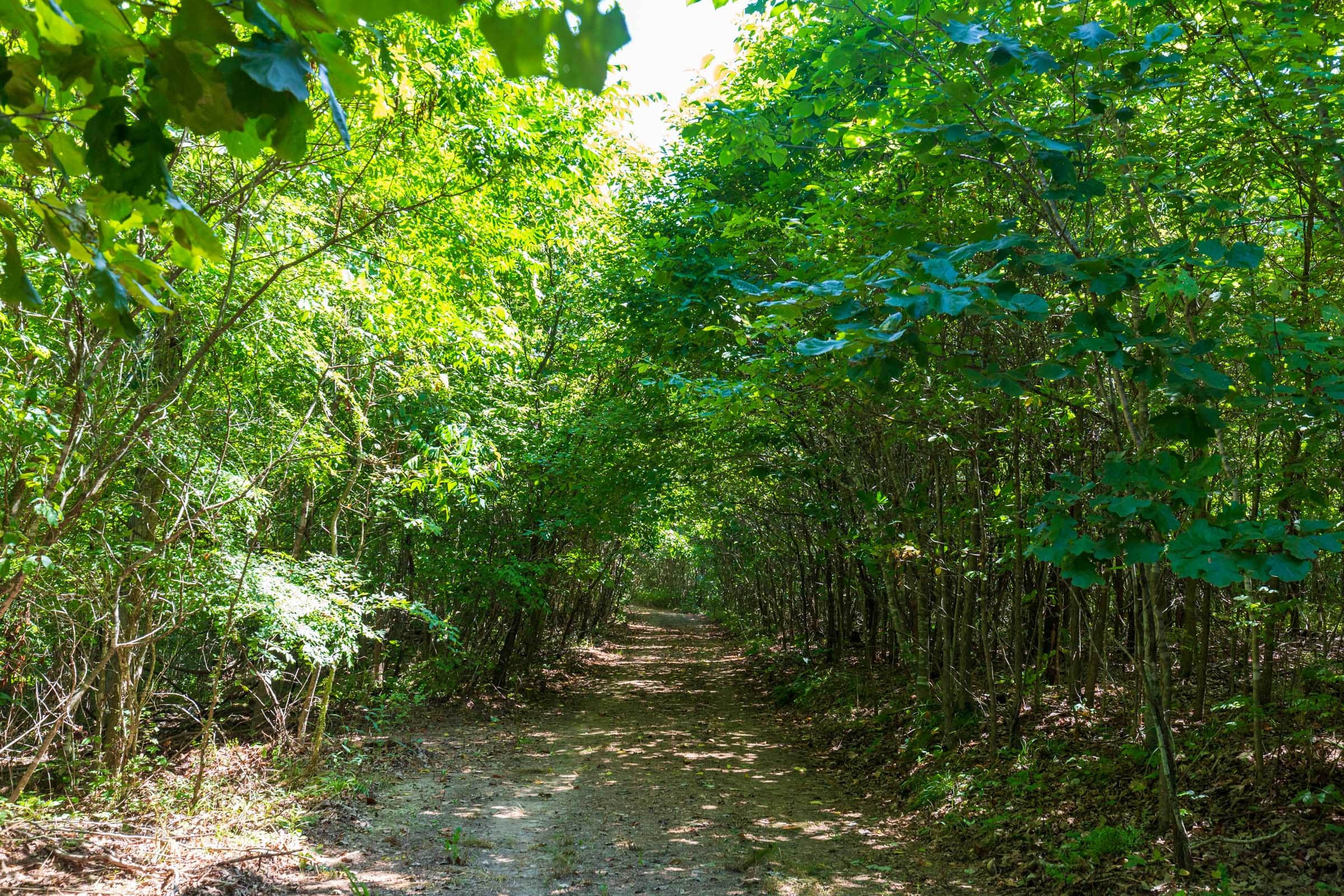 Cypress Ridge Tract 29 photo 13