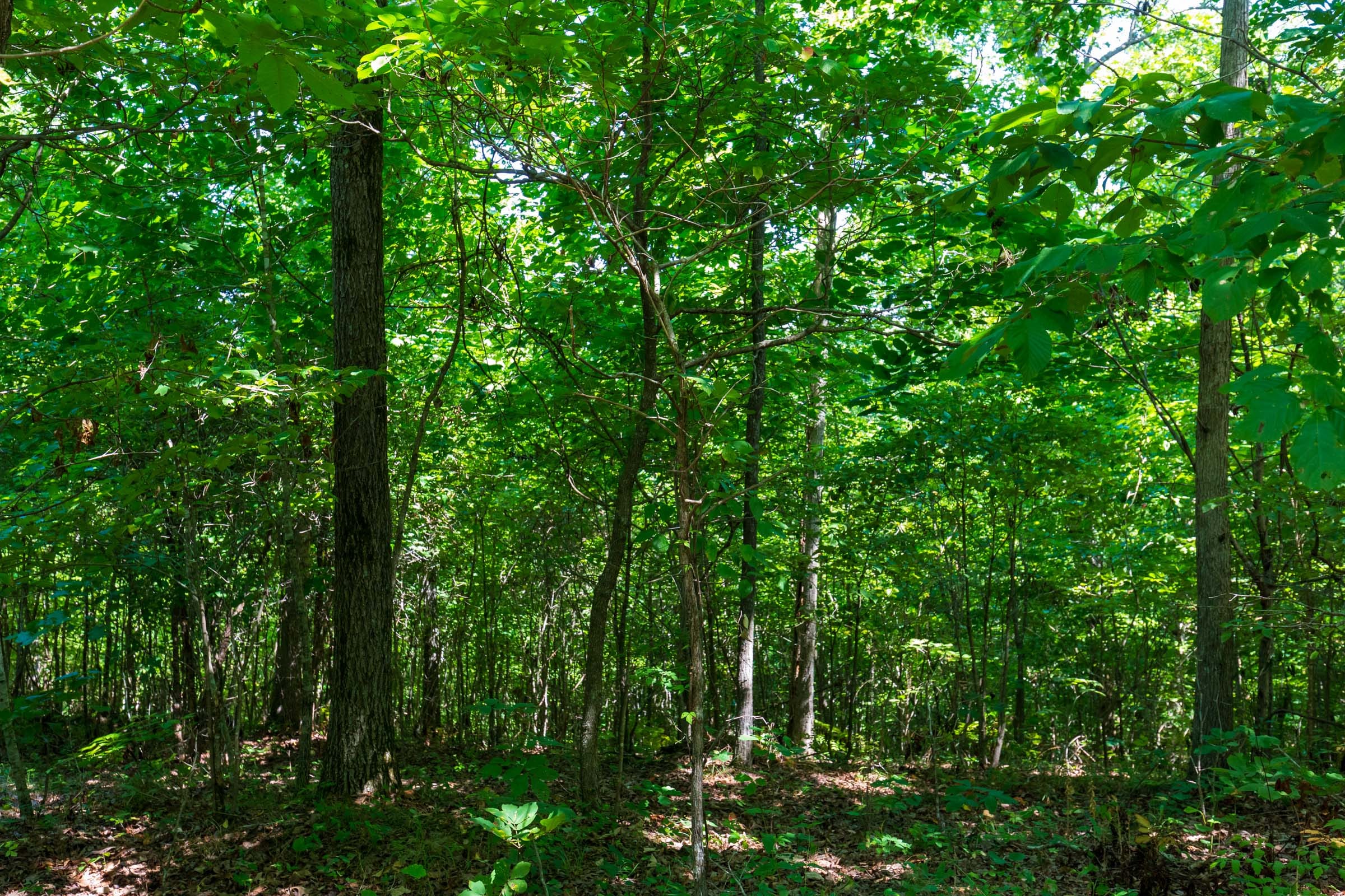 Cypress Ridge Tract 29 photo 14