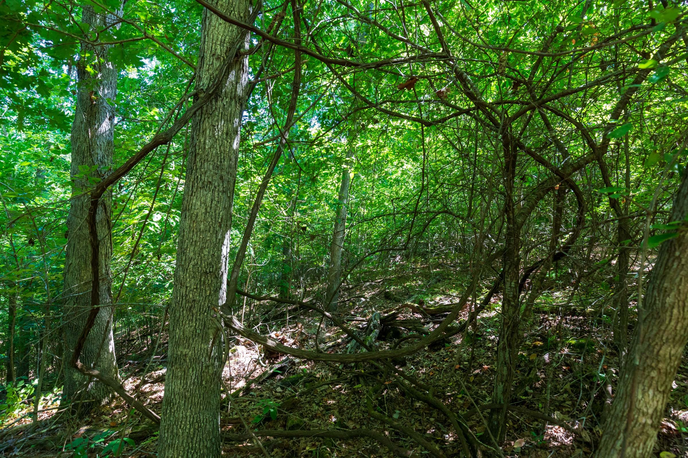 Cypress Ridge Tract 29 photo 16