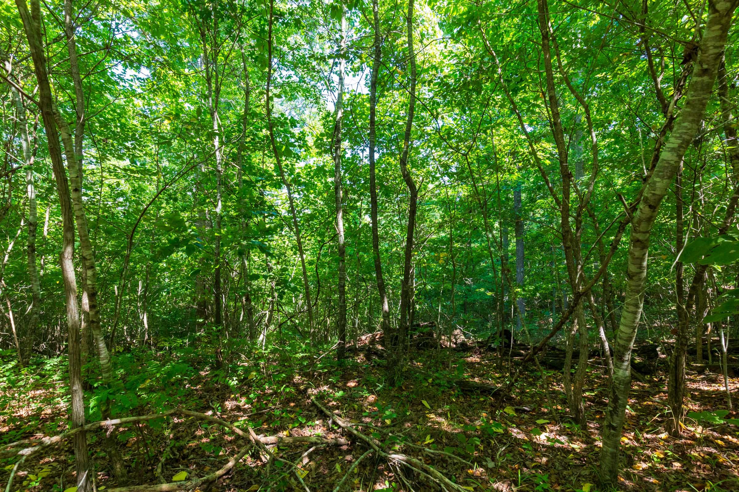 Cypress Ridge Tract 29 photo 17