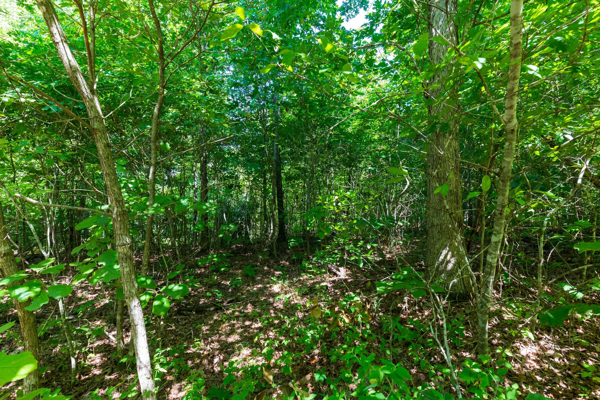 Cypress Ridge Tract 29 photo 20
