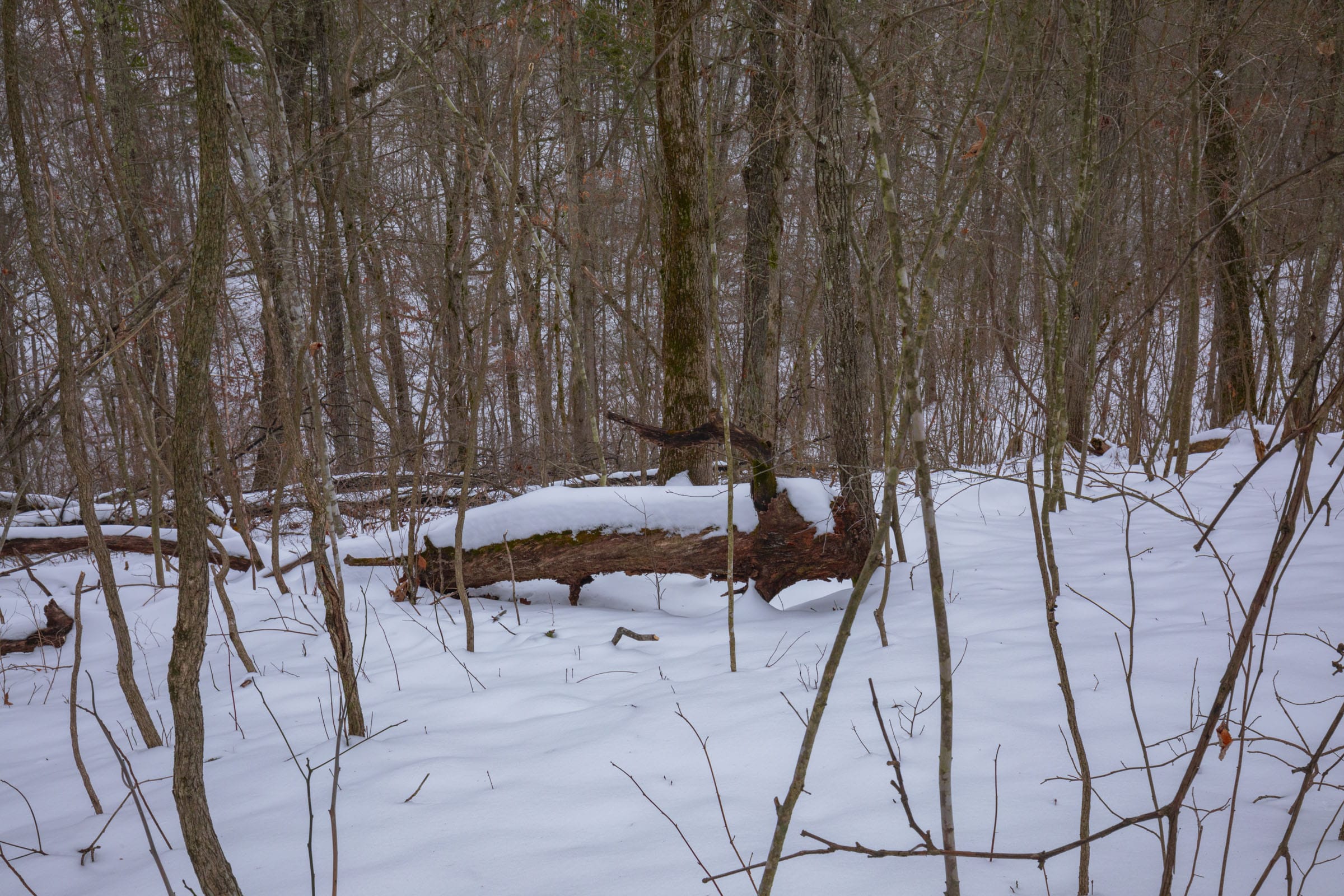 Sleepy Hollow Phase I Tract 51 photo 3