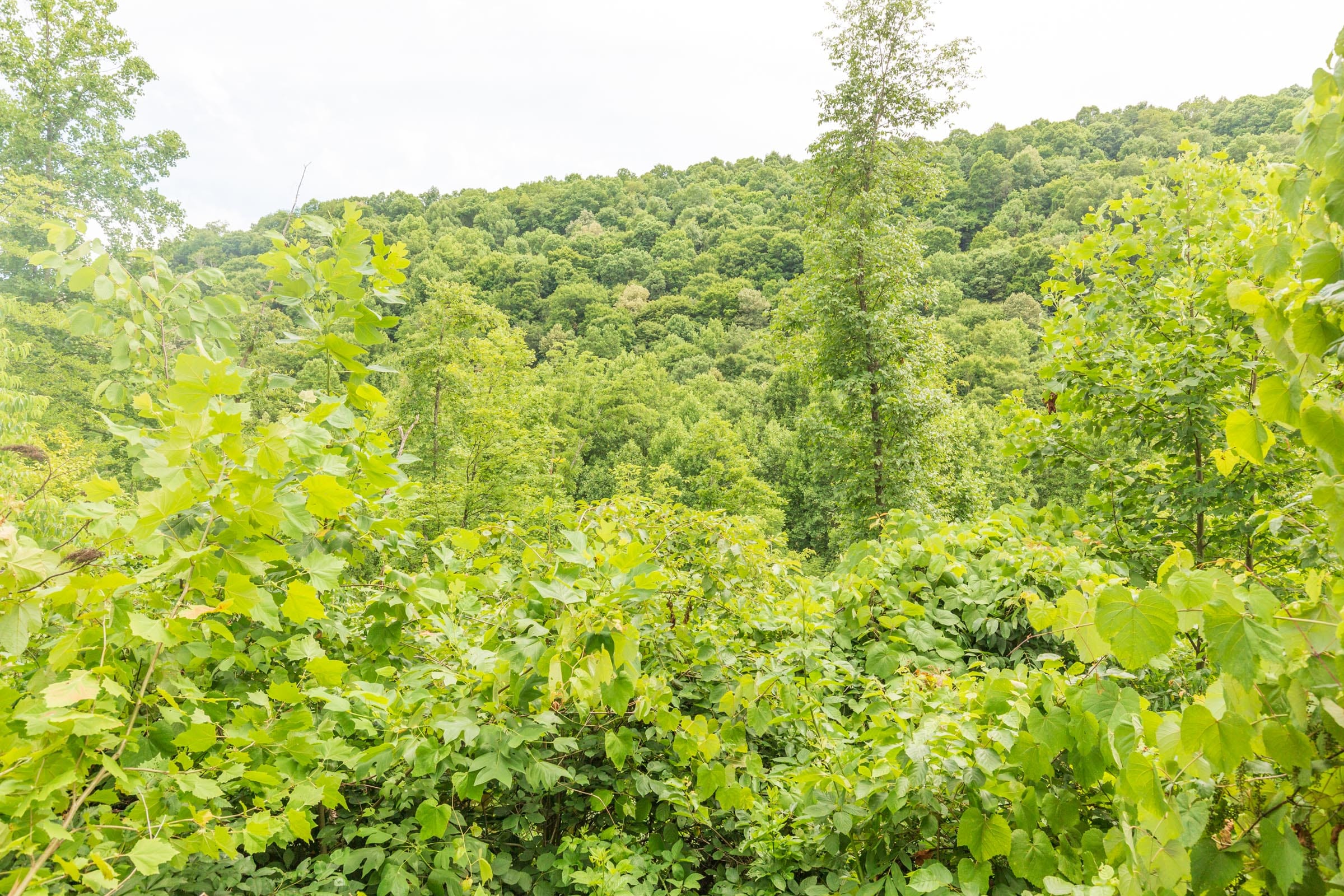 River’s Edge Tract 7 photo 6