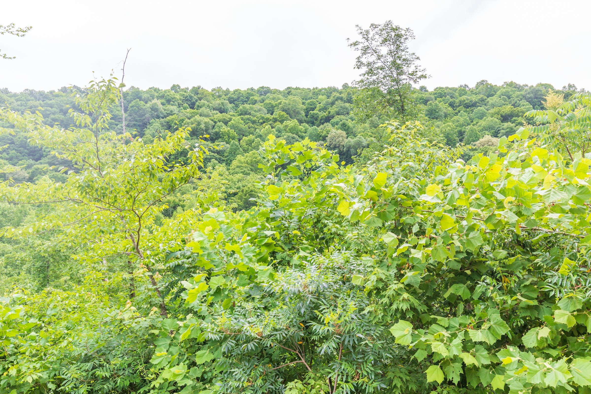 River’s Edge Tract 7 photo 7