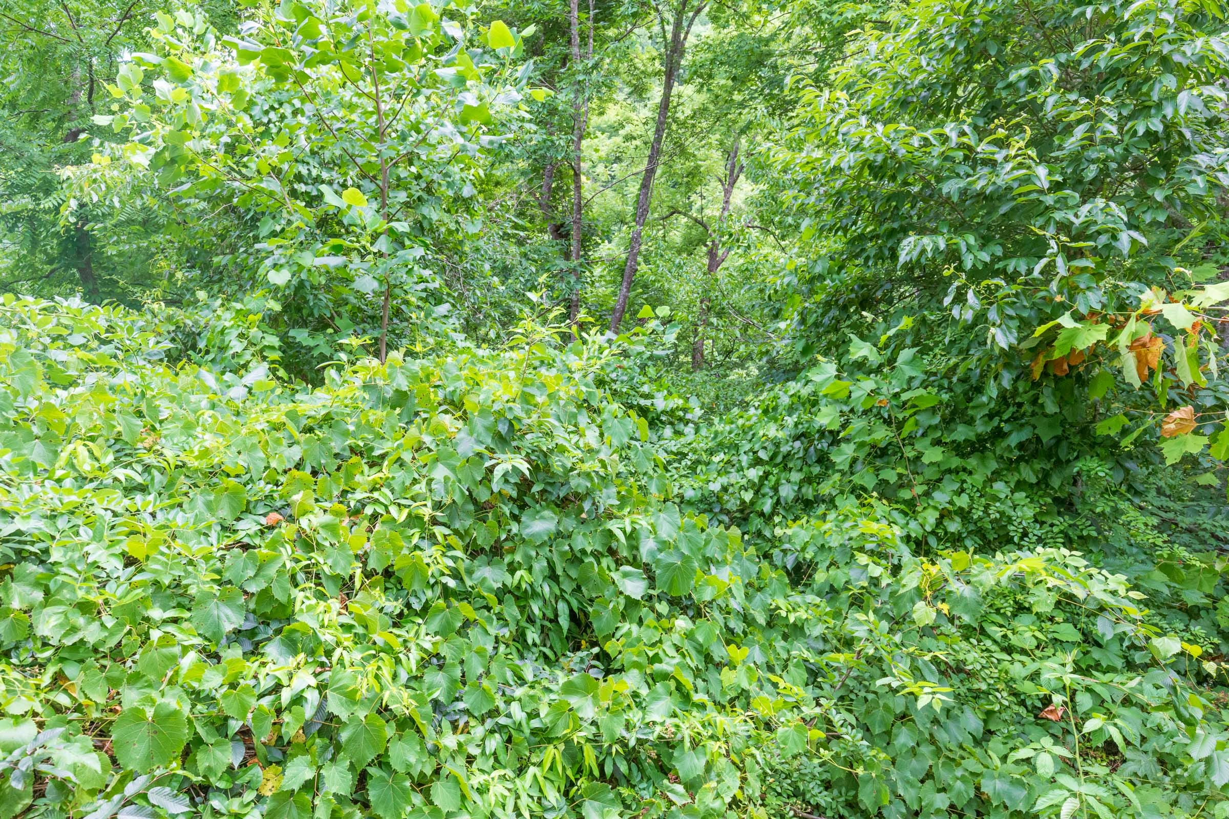 River’s Edge Tract 7 photo 12
