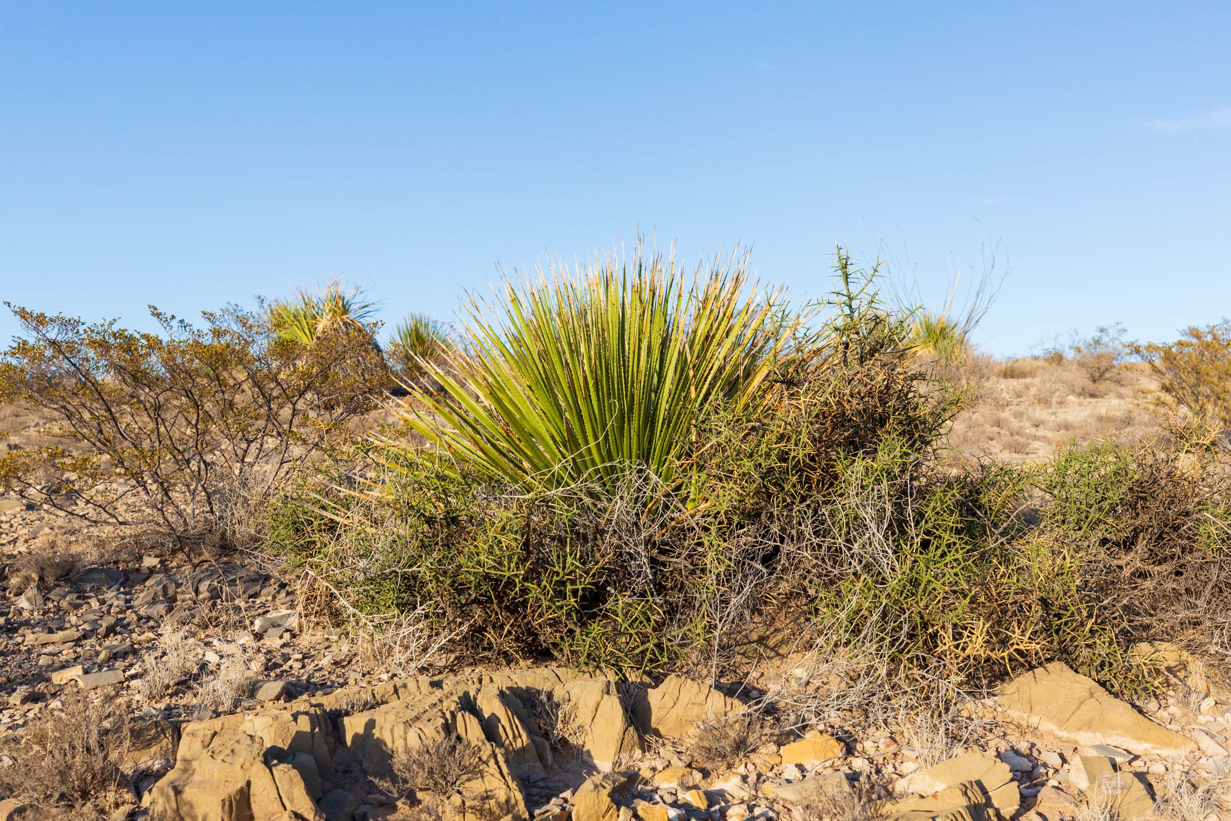 Sunrise Ranches Phase III Tract 113 photo 14