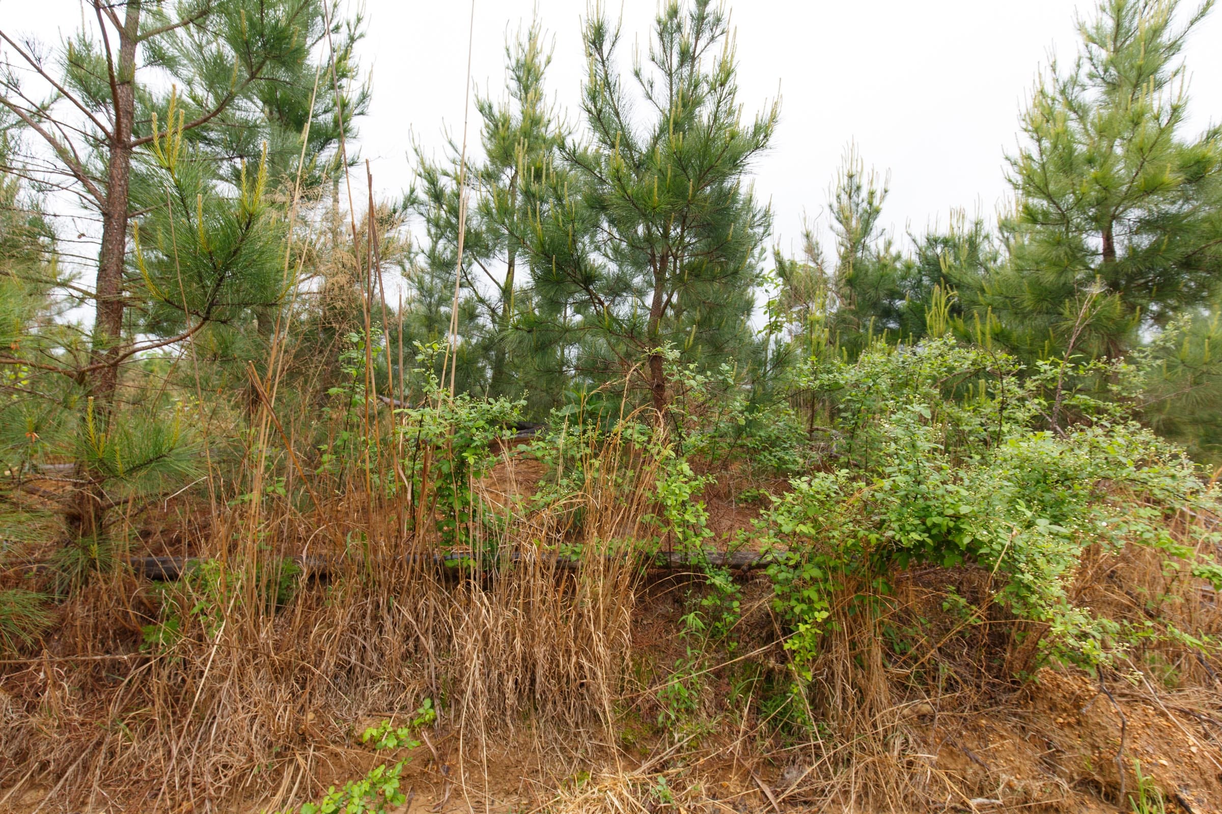 Red Barn Ranch Tract 34 photo 3