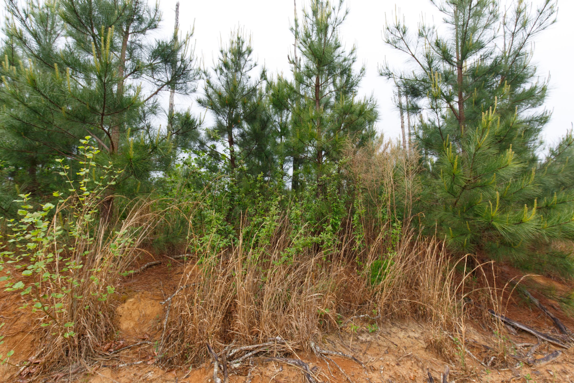 Red Barn Ranch Tract 34 photo 5