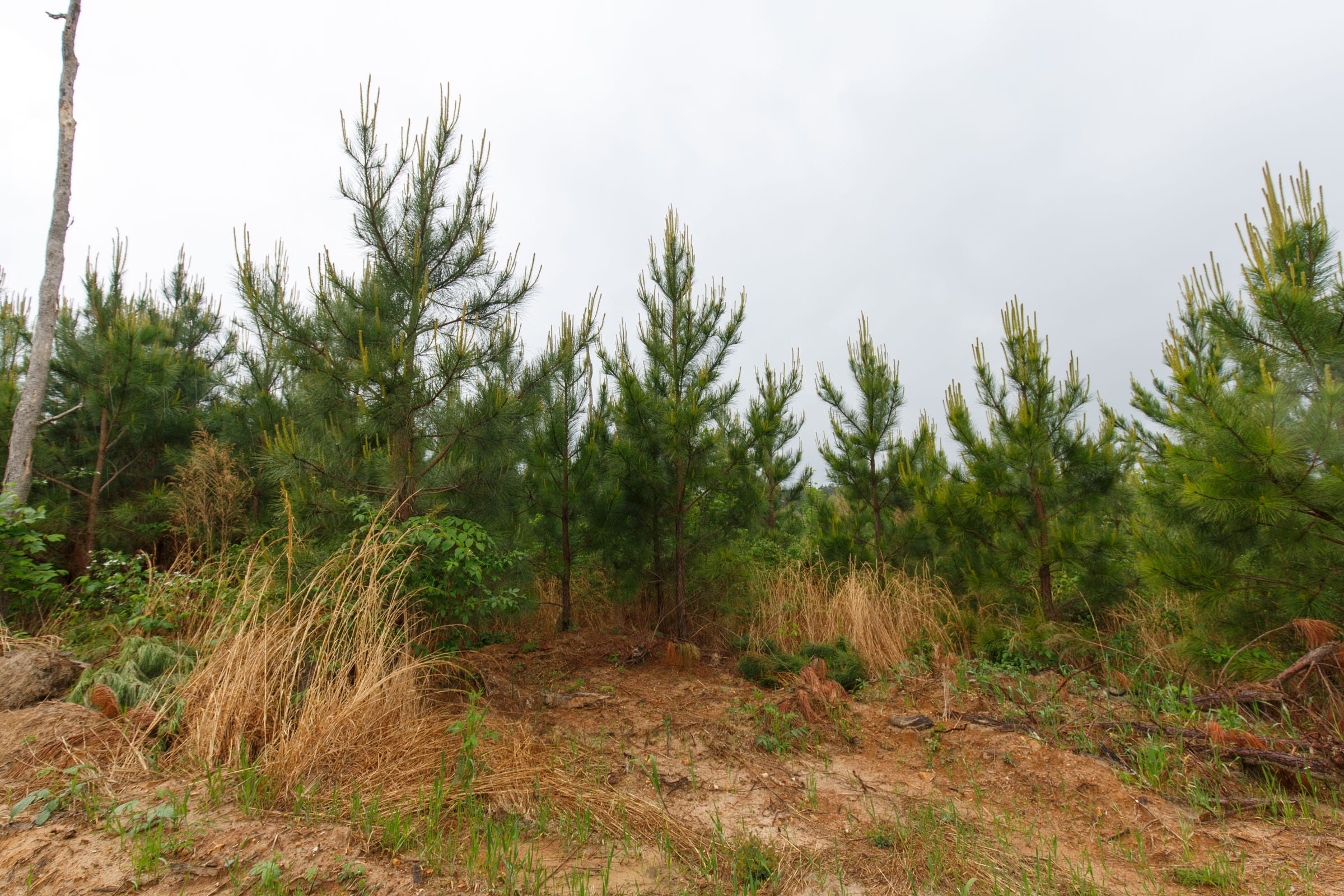 Red Barn Ranch Tract 34 photo 7