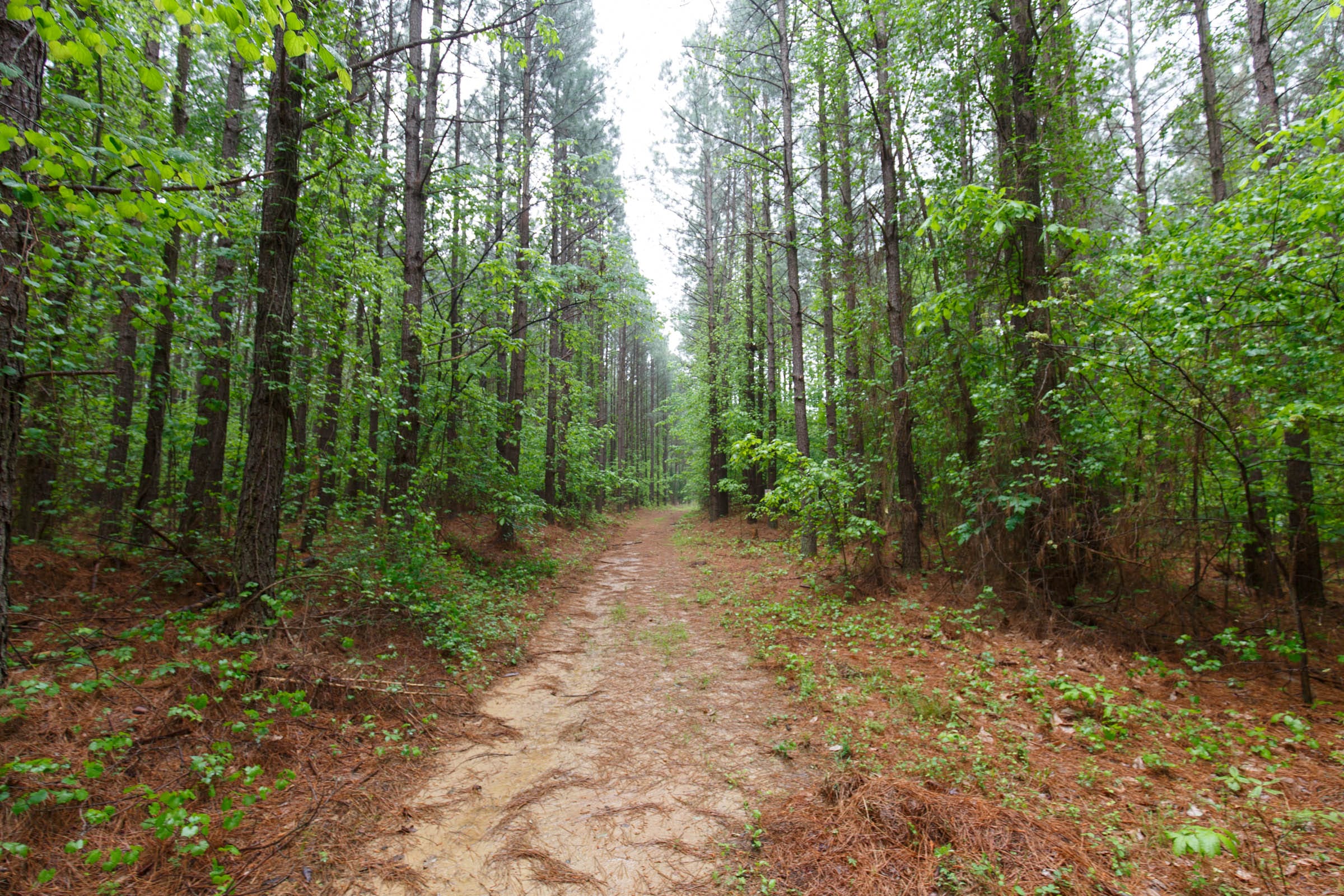 Red Barn Ranch Tract 34 photo 8