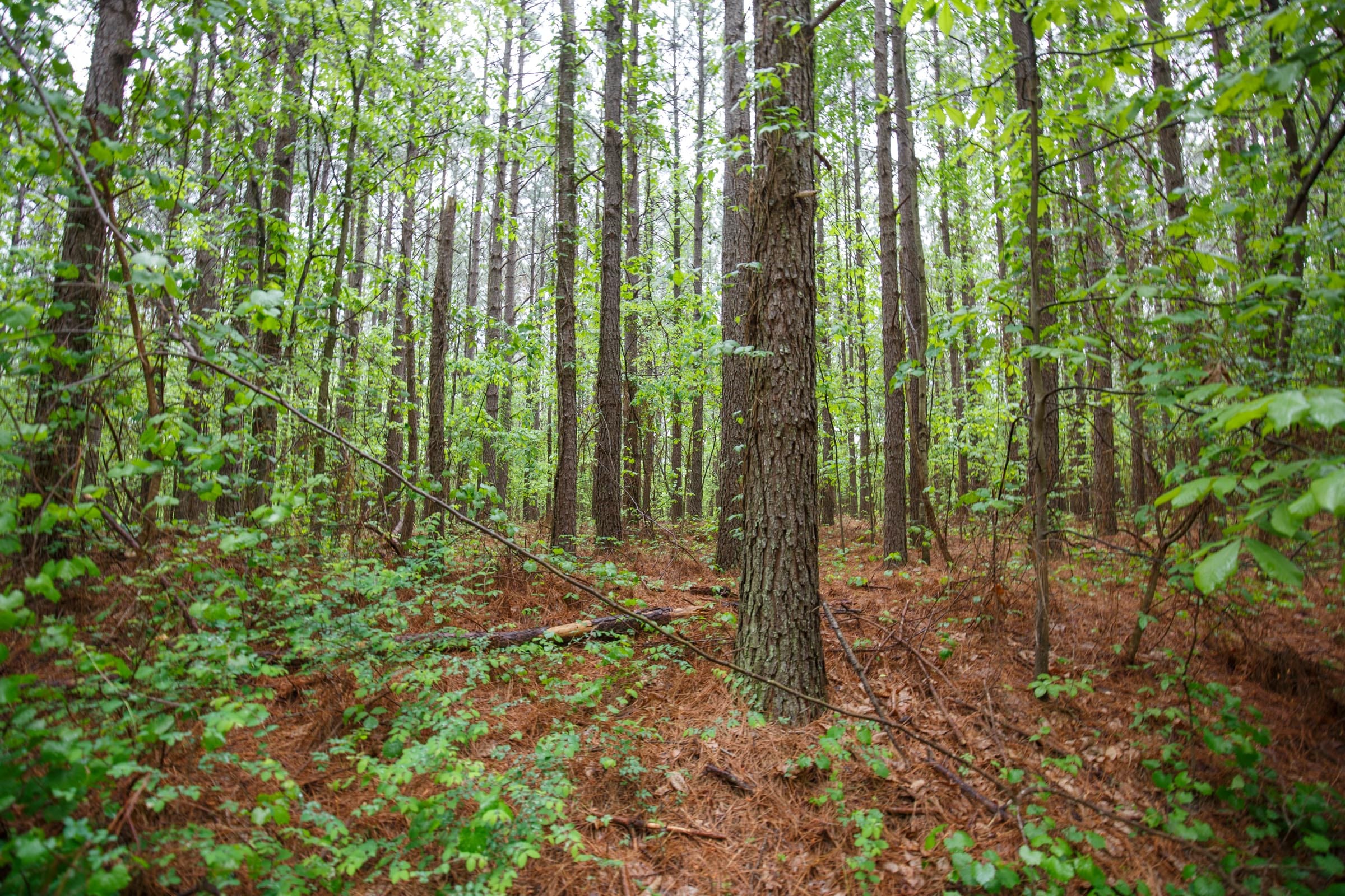 Red Barn Ranch Tract 34 photo 6