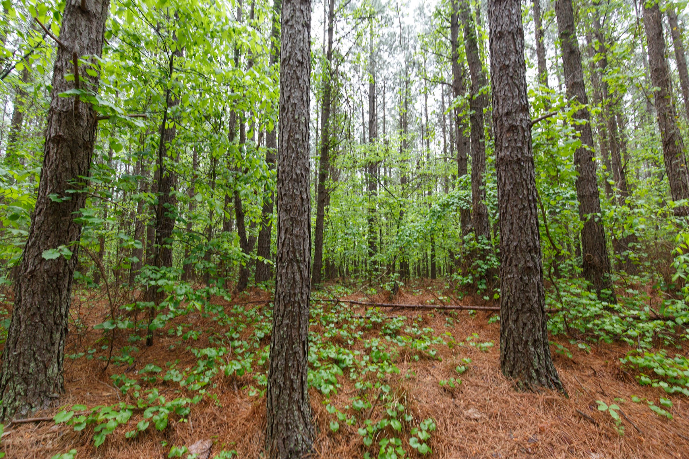 Red Barn Ranch Tract 34 photo 9