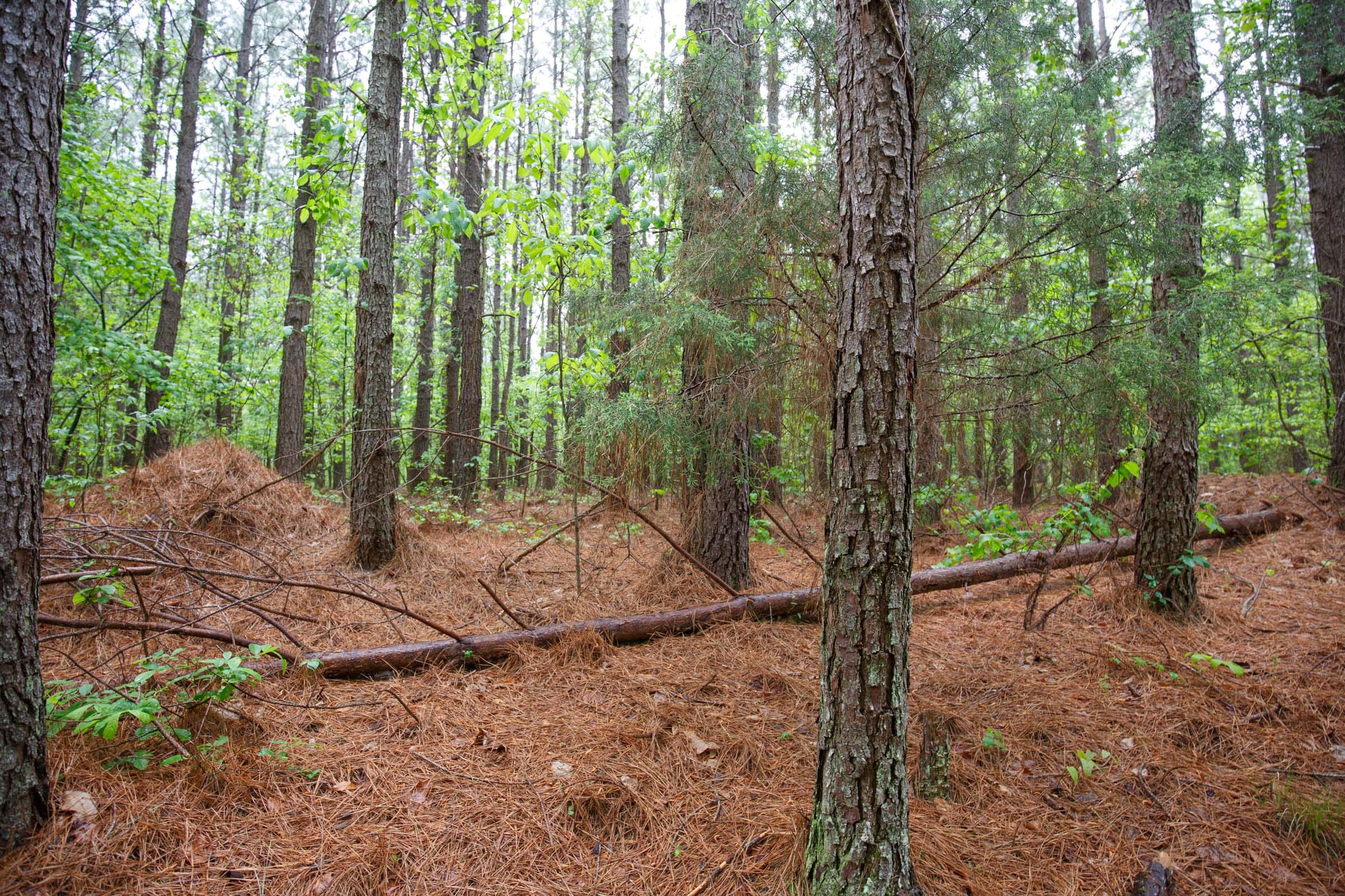 Red Barn Ranch Tract 34 photo 12