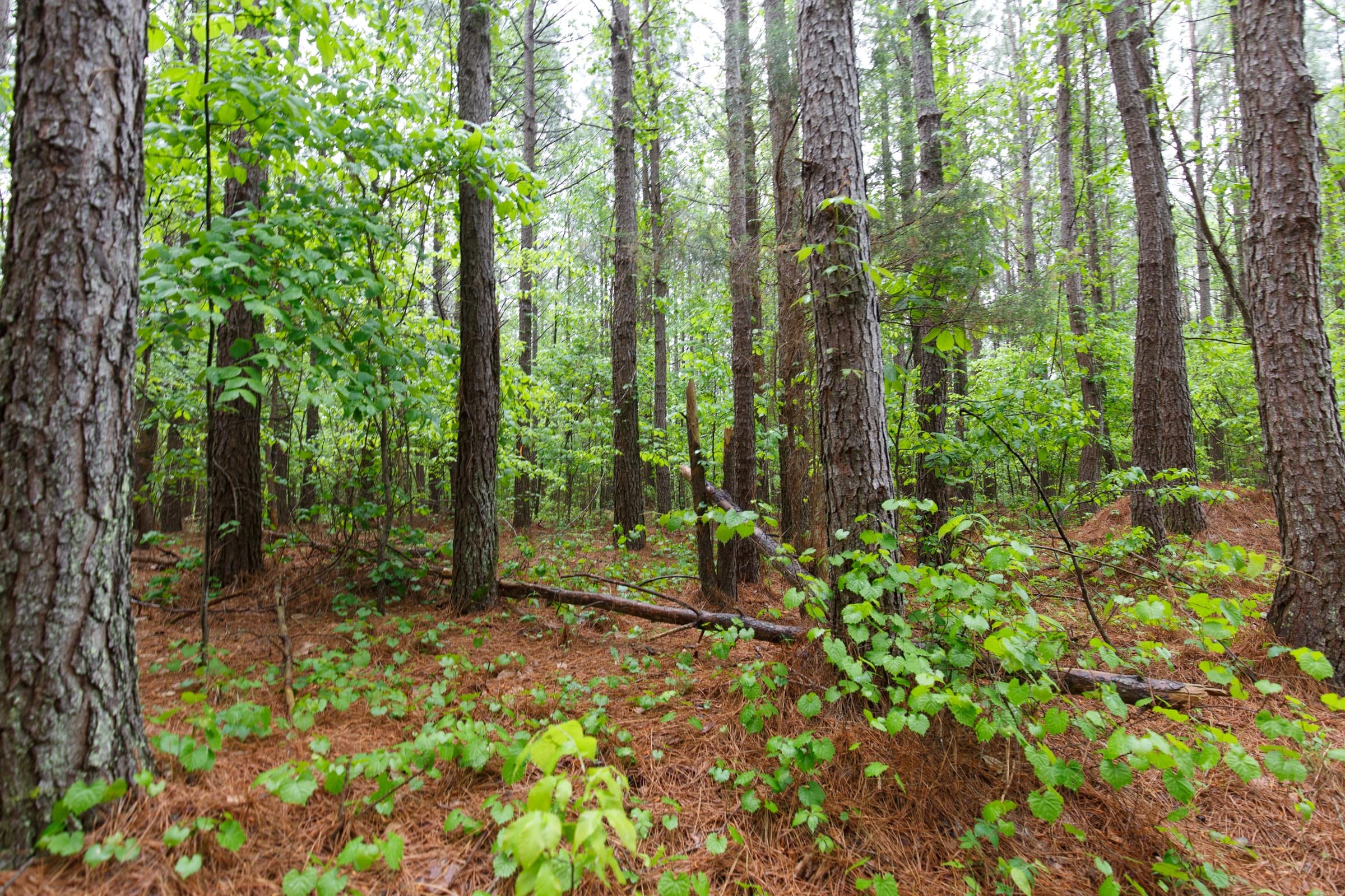 Red Barn Ranch Tract 34 photo 13