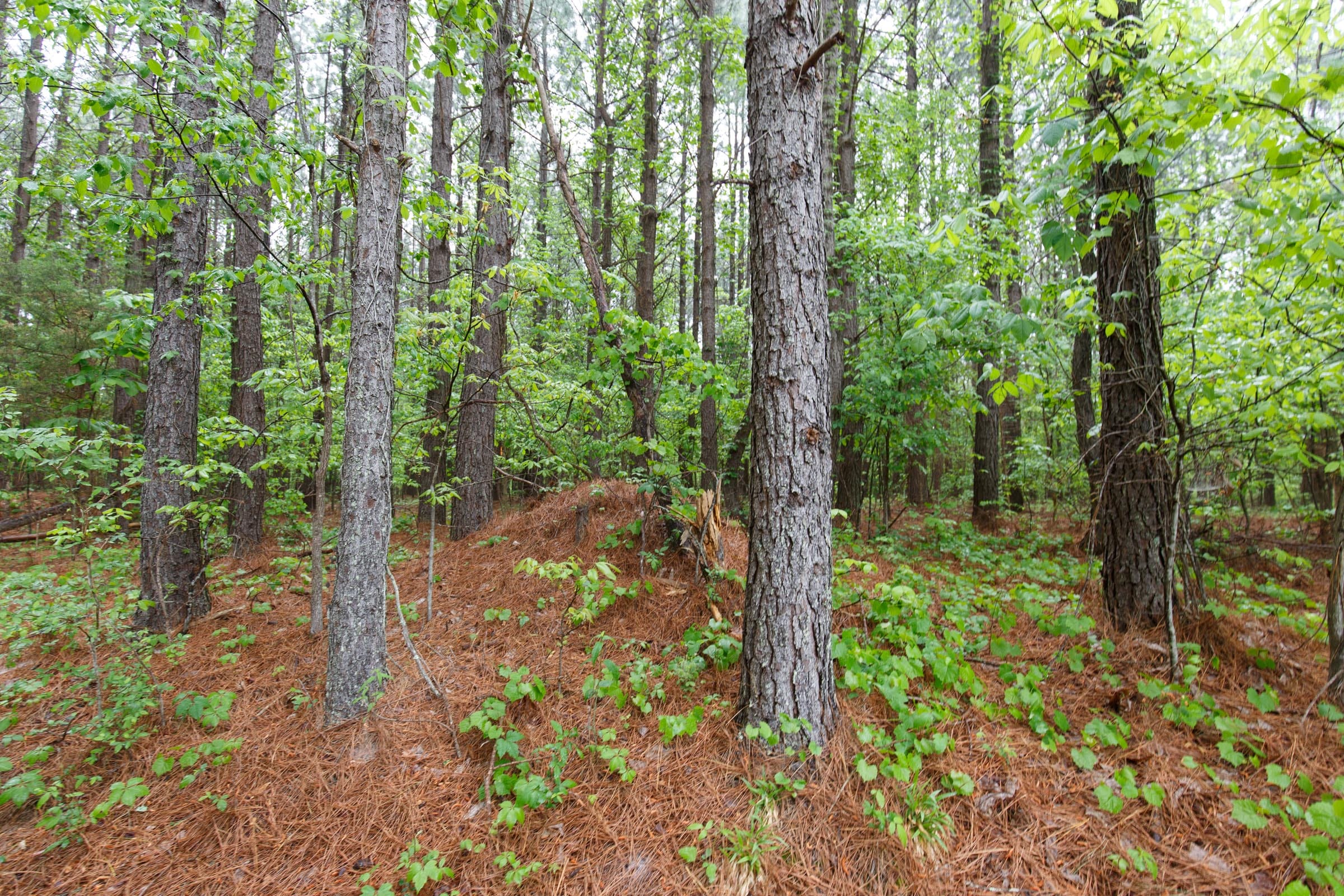 Red Barn Ranch Tract 34 photo 11