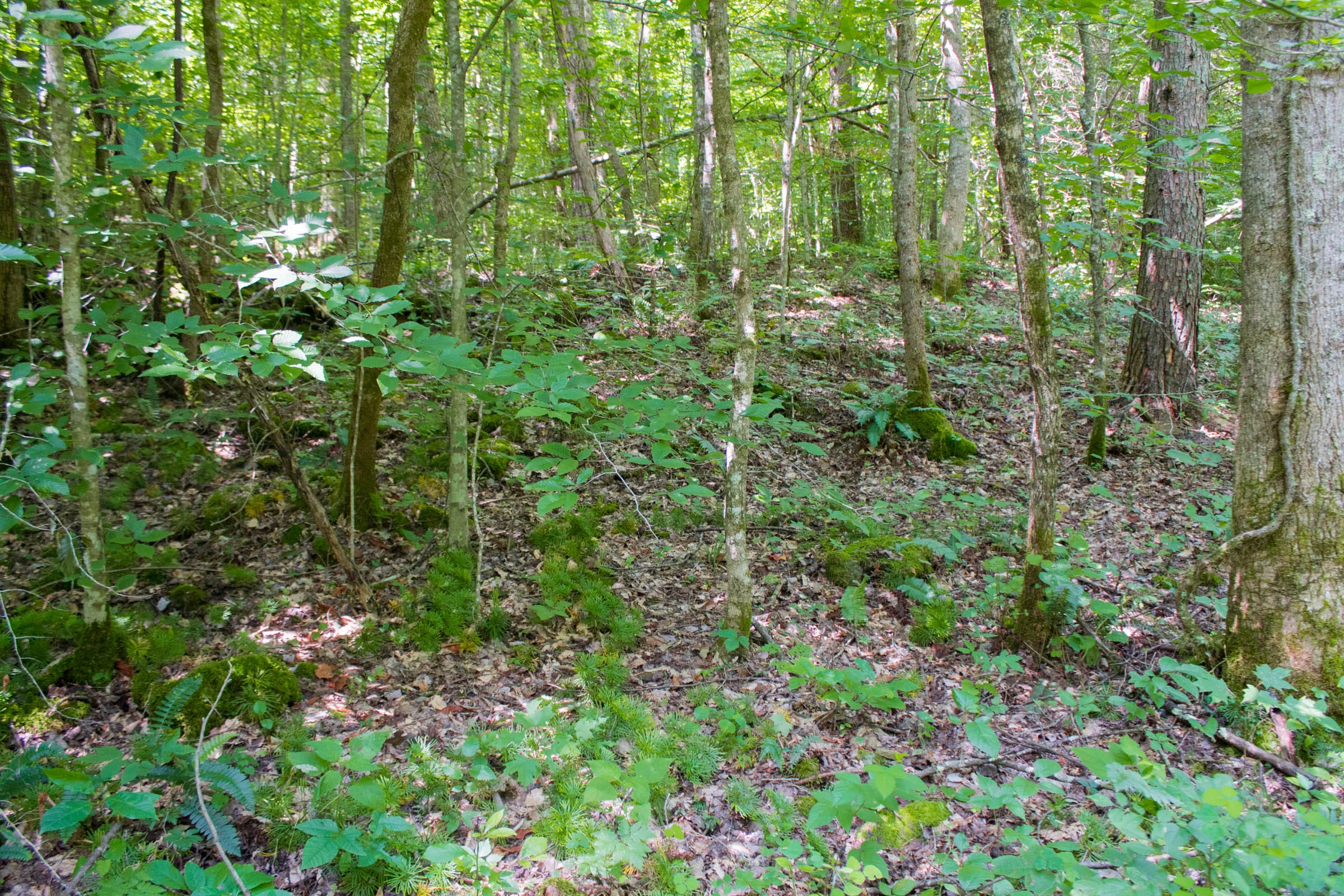Bluewater Ridge Tract 9 photo 3