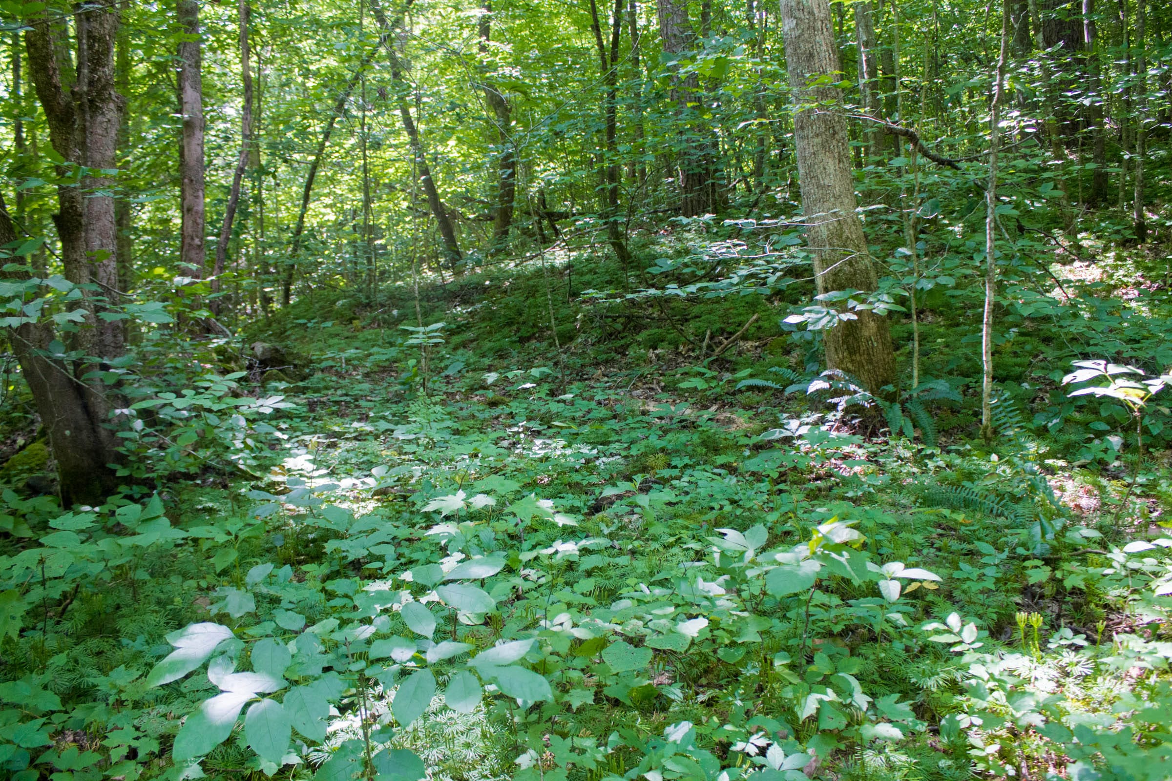 Bluewater Ridge Tract 9 photo 4