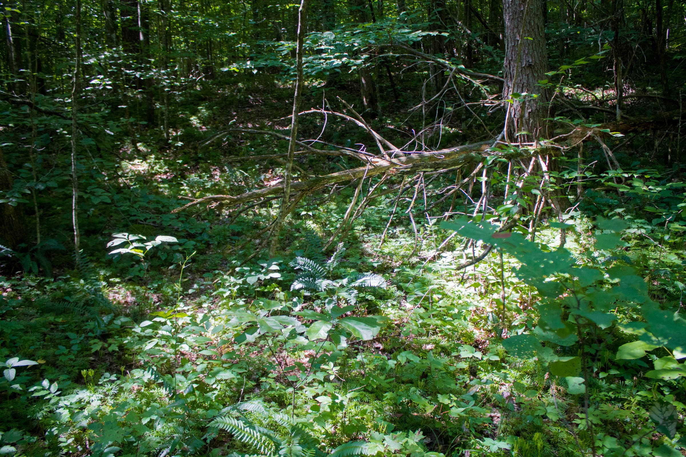 Bluewater Ridge Tract 9 photo 5