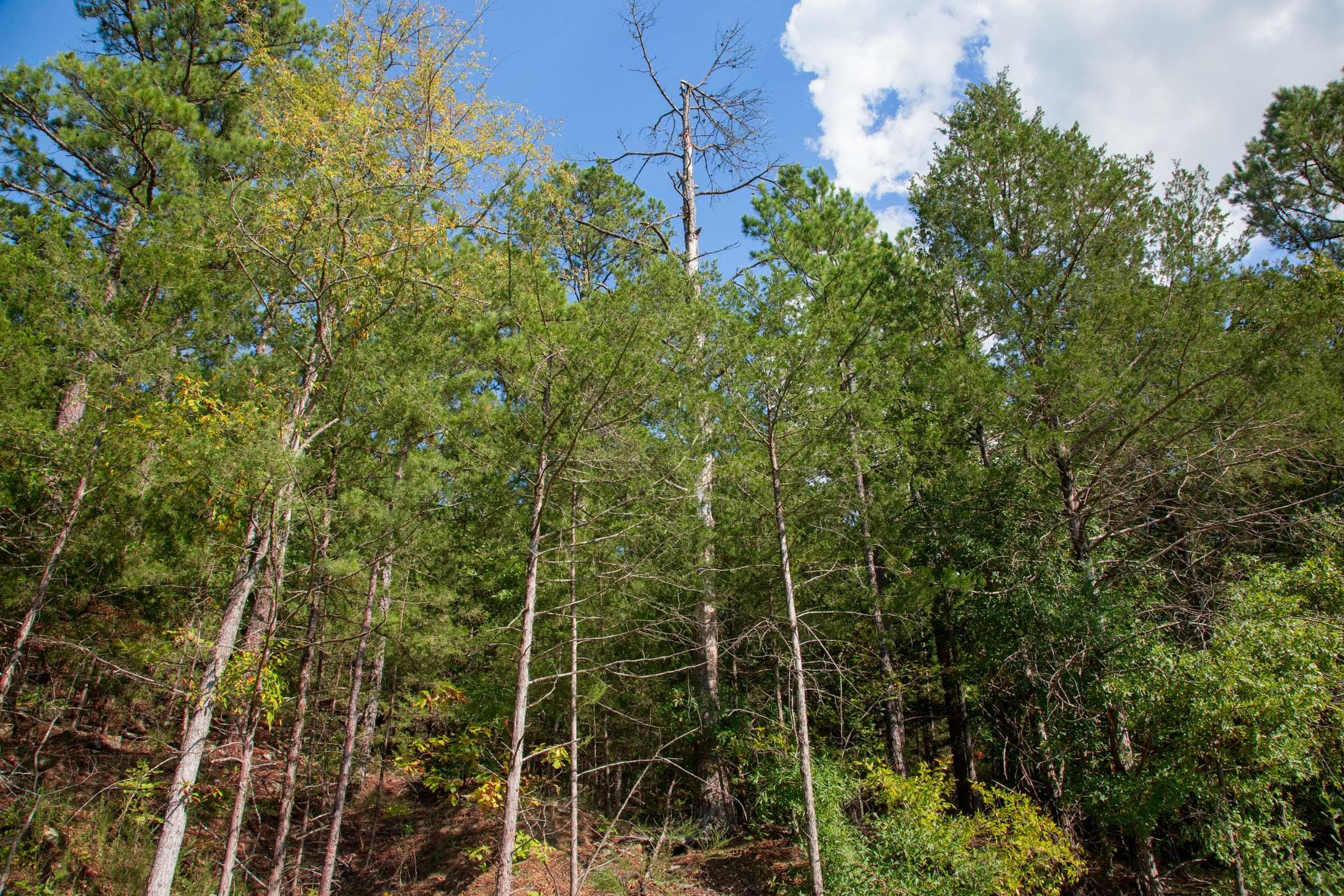 Stone Creek Phase II Tract 262 photo 11