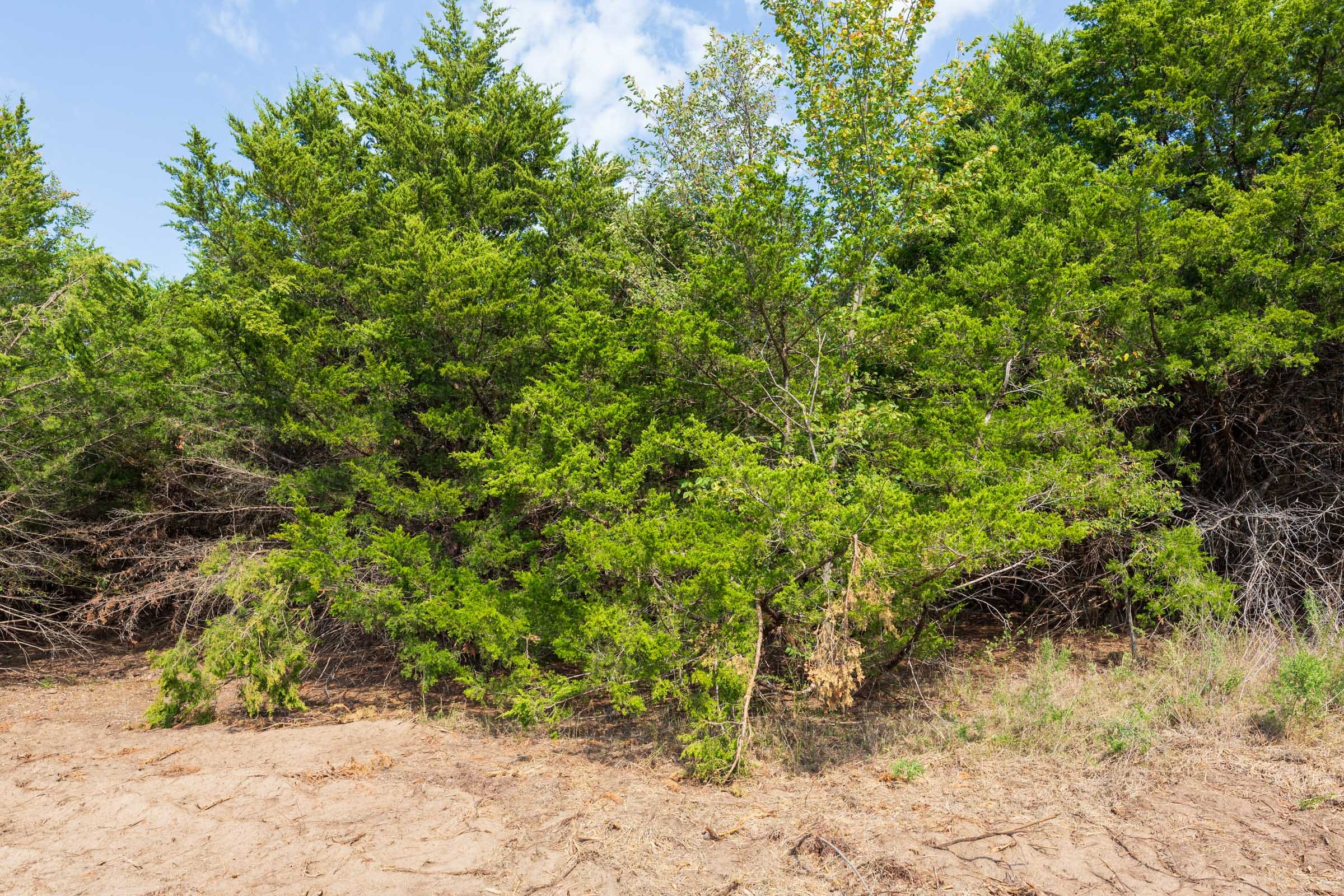 Canyon Creek Tract 6 photo 7