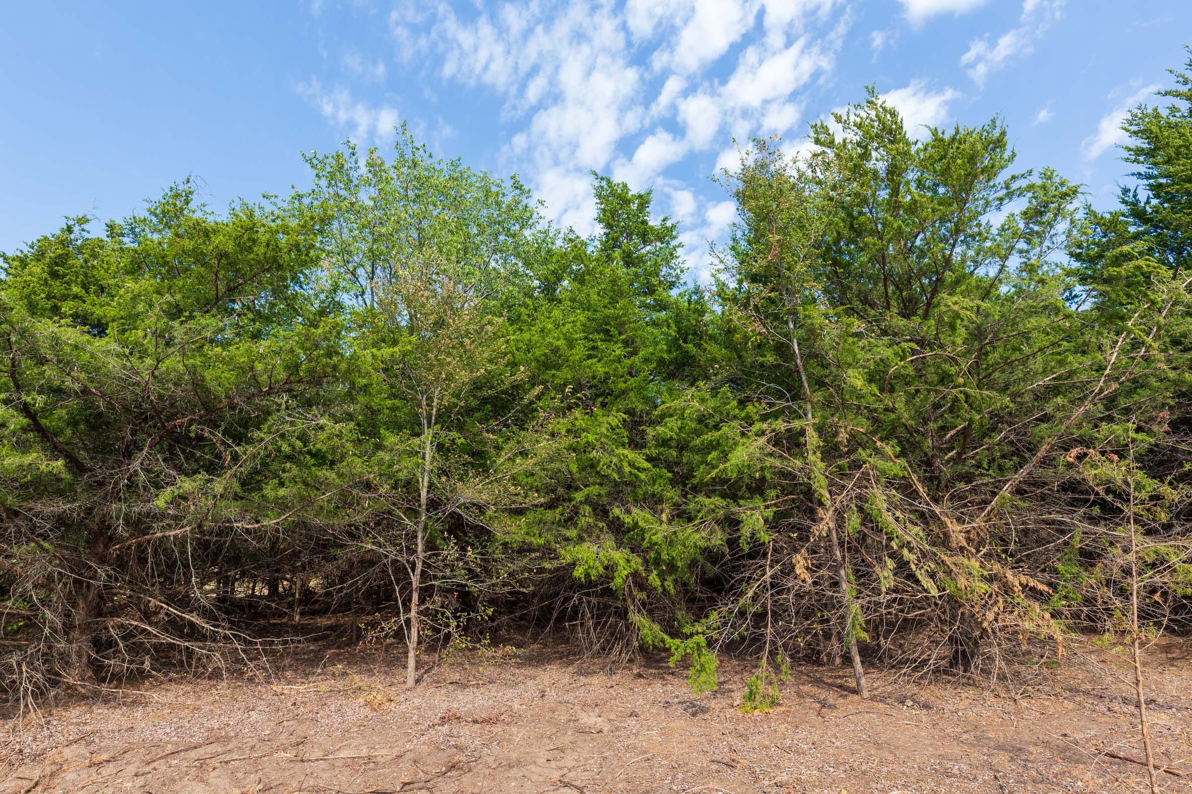 Canyon Creek Tract 6 photo 9
