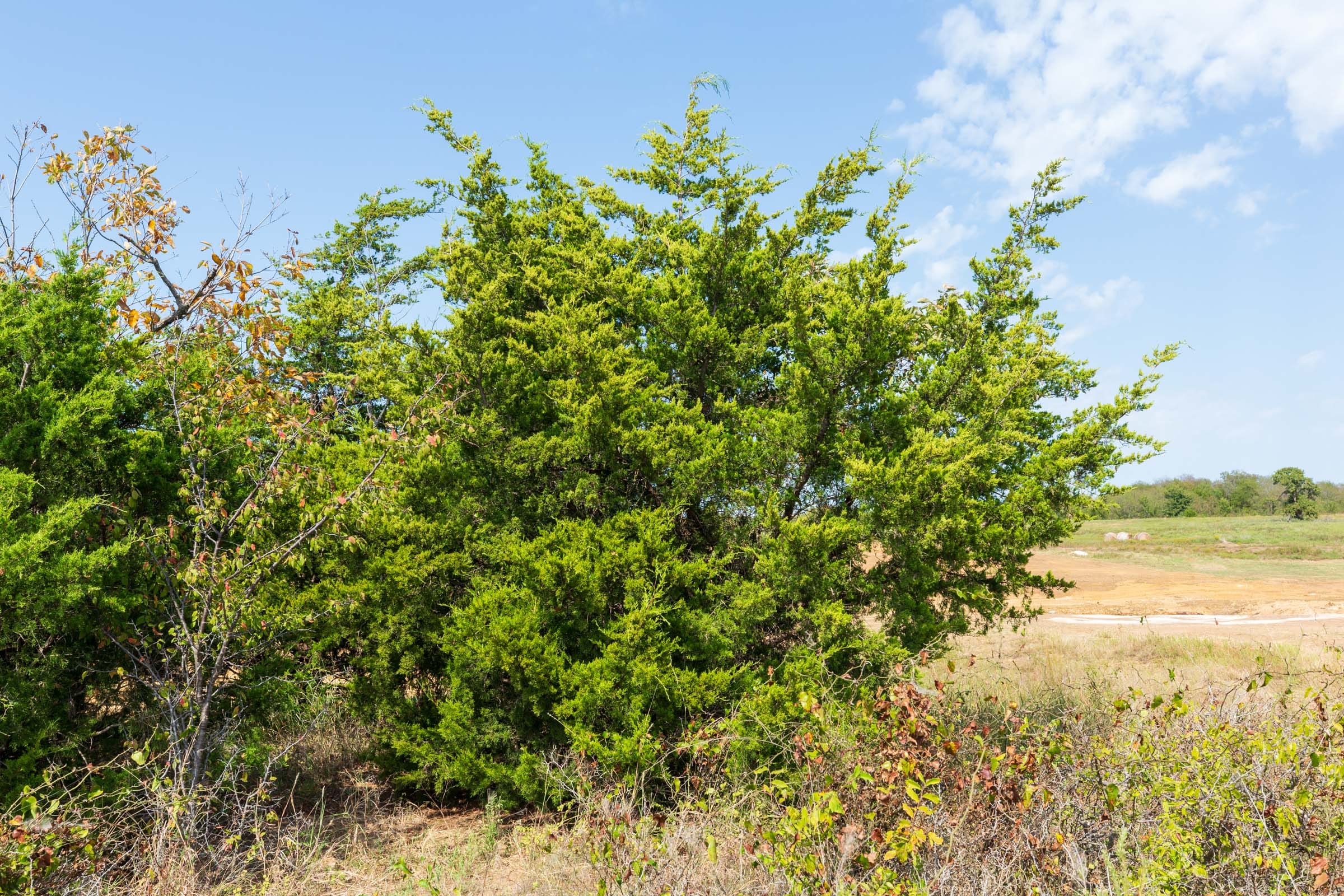 Canyon Creek Tract 6 photo 12