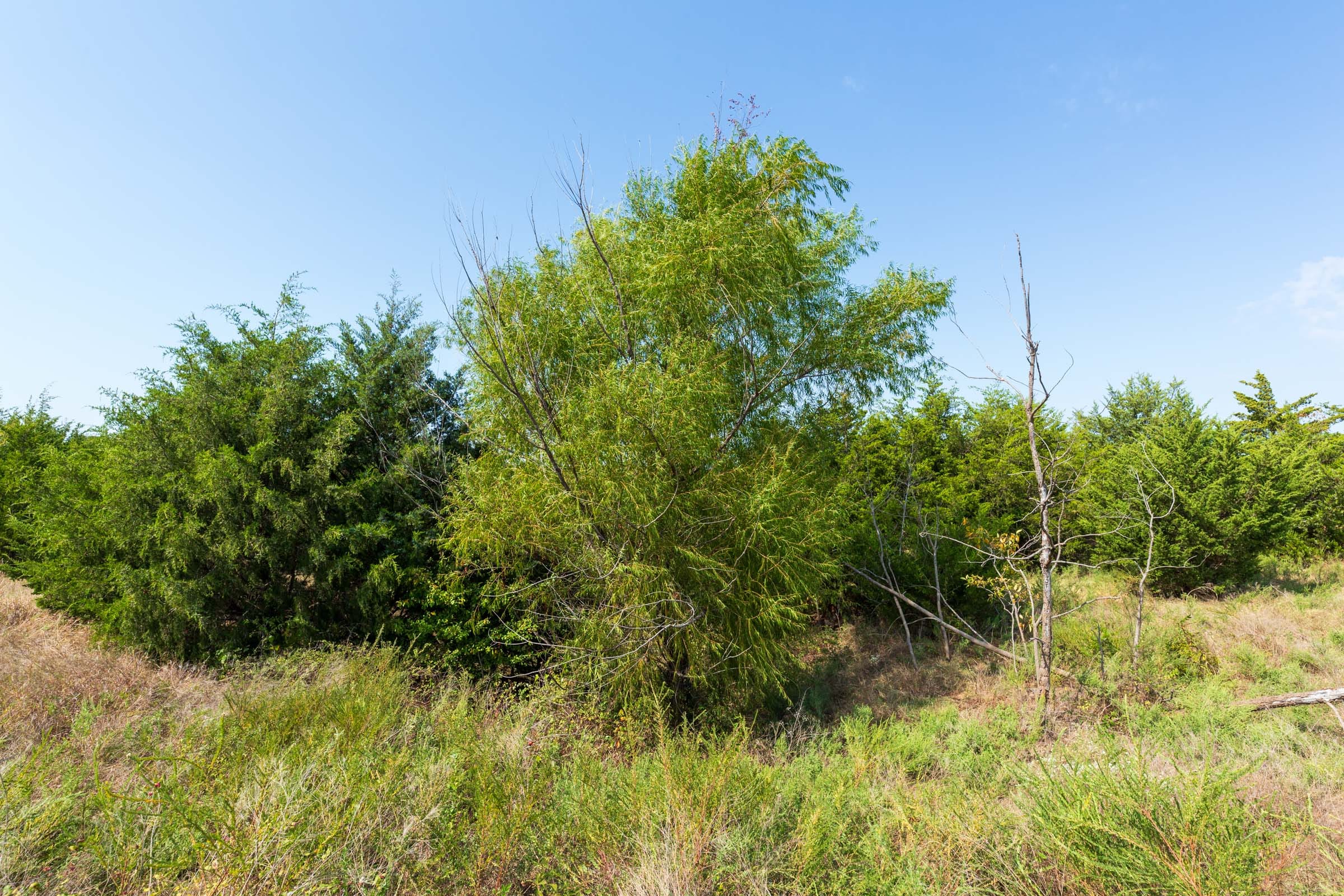 Canyon Creek Tract 6 photo 3