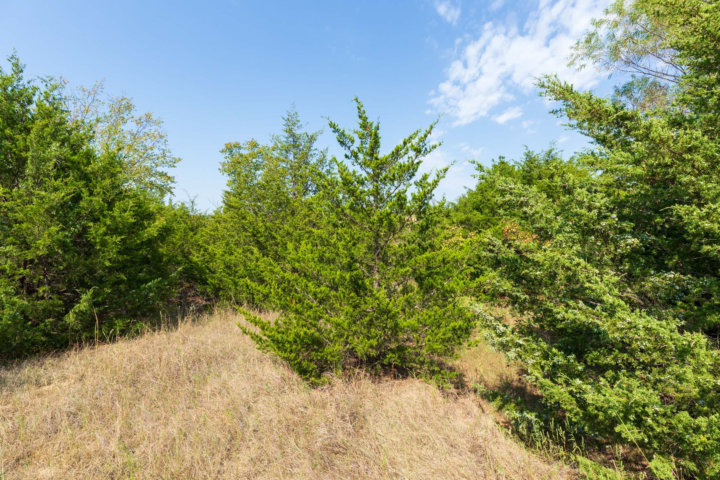 Canyon Creek Tract 6 photo 10
