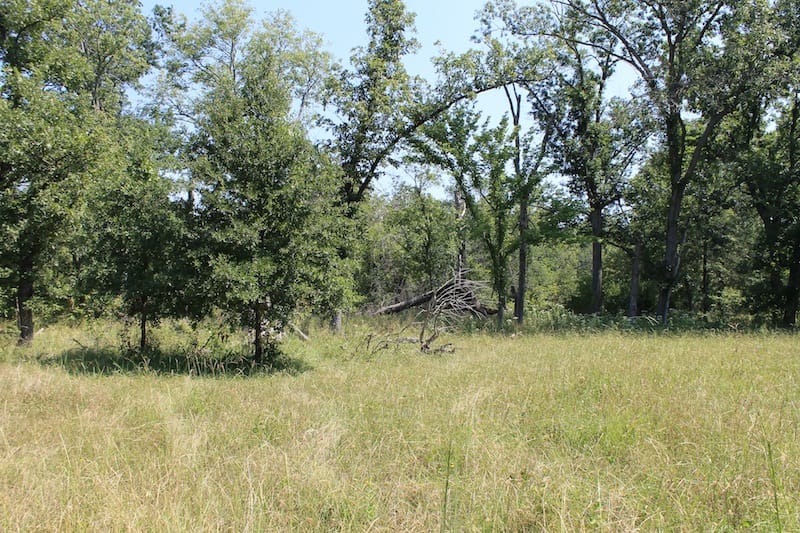Daisy Meadows Tract 35 photo 5