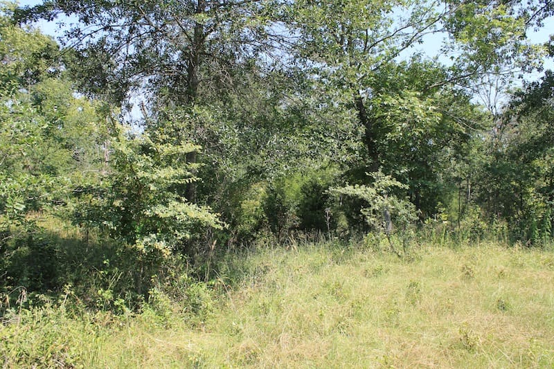 Daisy Meadows Tract 35 photo 7