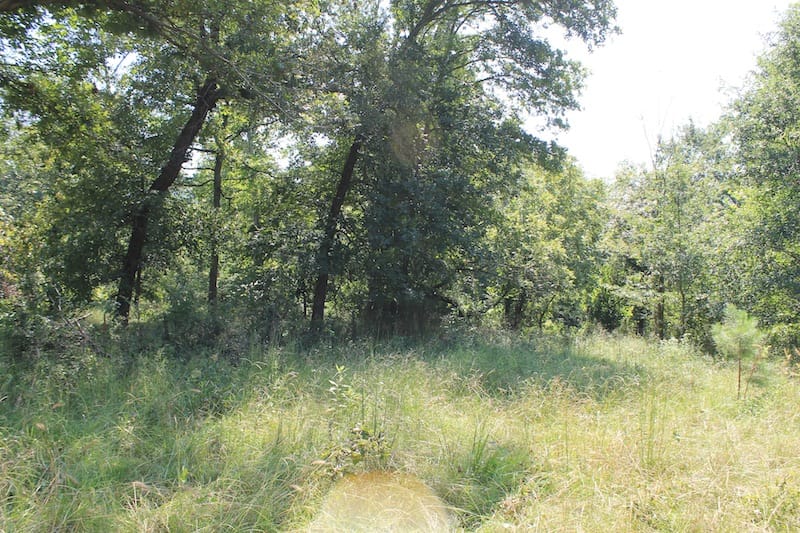 Daisy Meadows Tract 35 photo 9