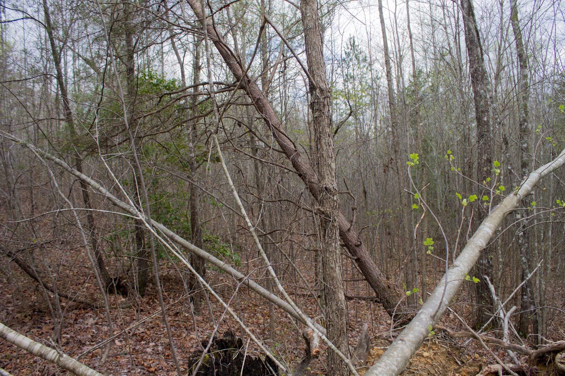 Hidden Hills Tract 13 photo 7