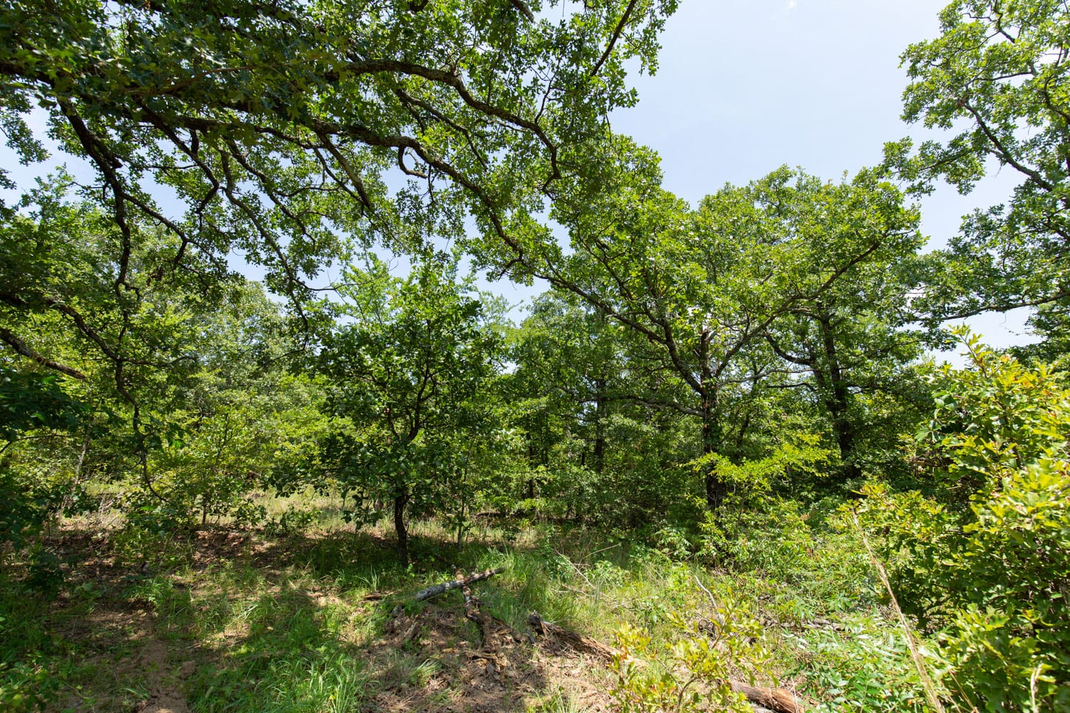 Timber Ridge Tract 63 photo 2