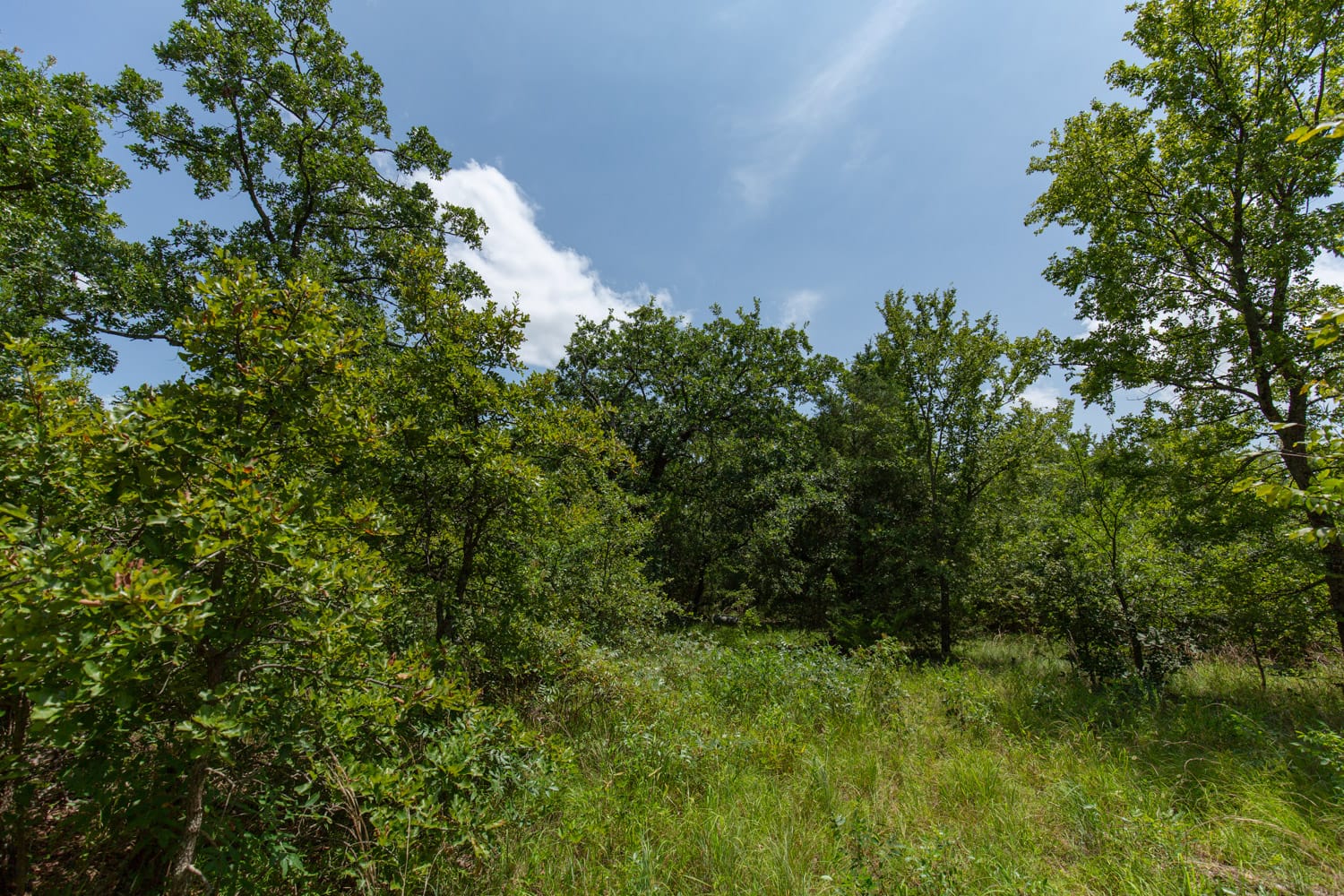 Timber Ridge Tract 63 photo 3