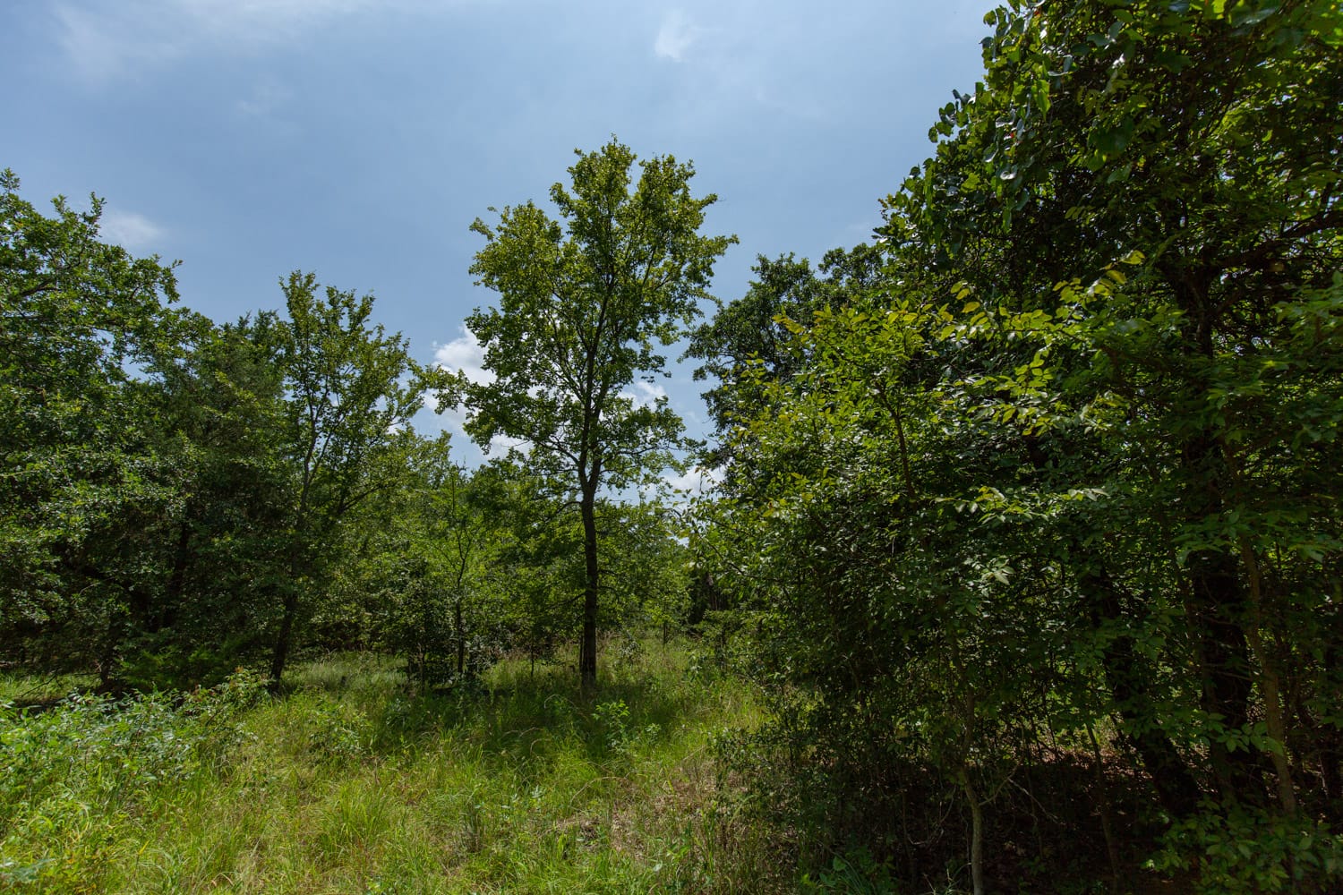 Timber Ridge Tract 63 photo 4