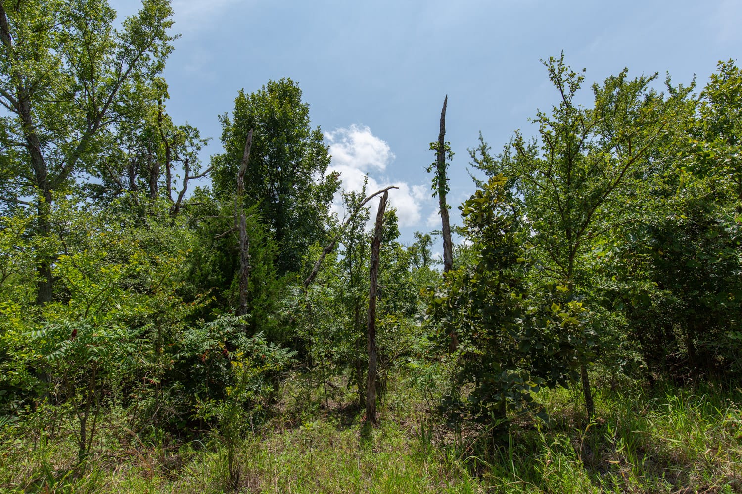 Timber Ridge Tract 63 photo 6