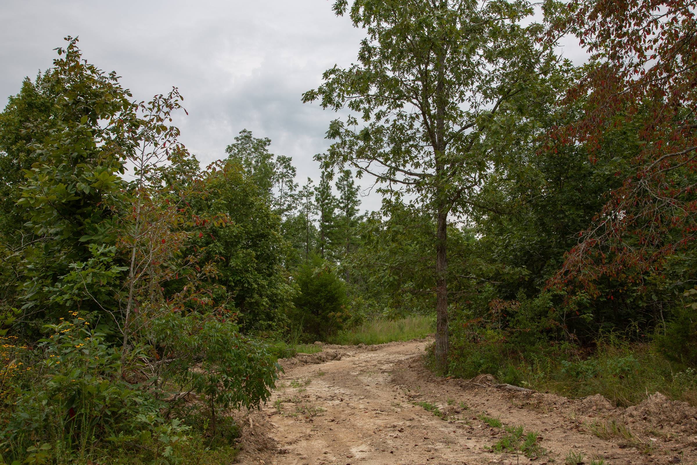 Borgmann’s Hollow Phase I Tract 25 photo 1