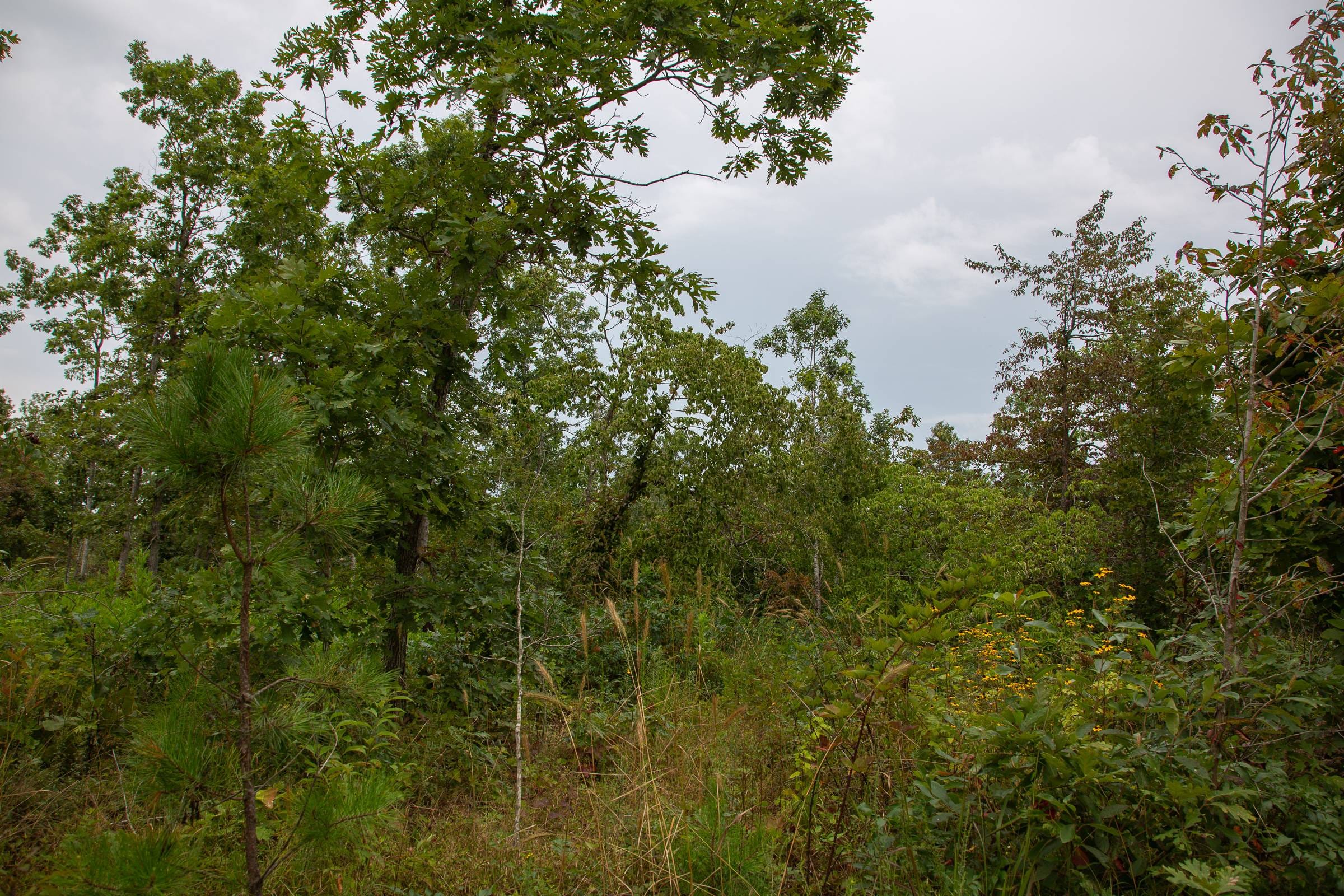 Borgmann’s Hollow Phase I Tract 25 photo 2