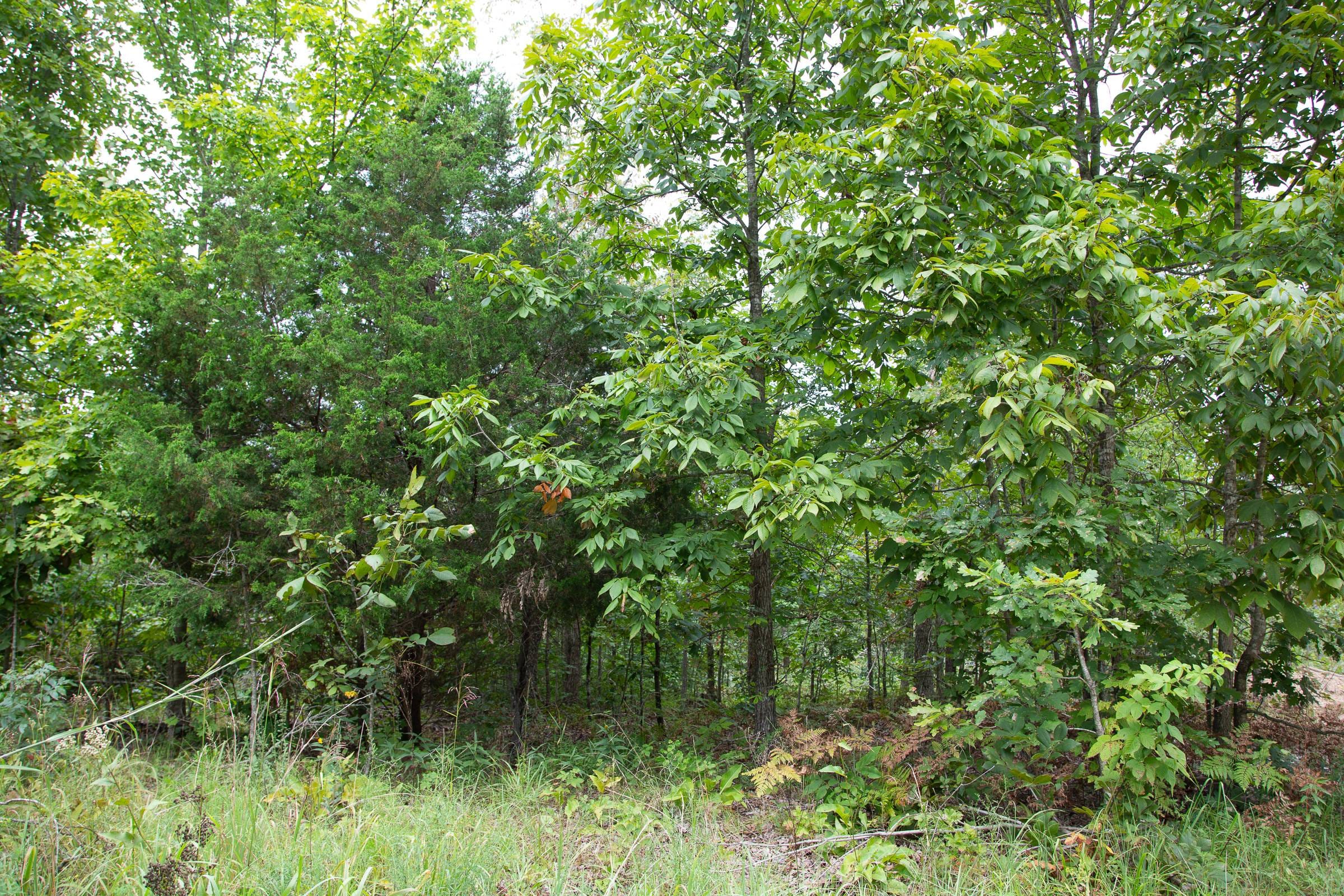 Borgmann’s Hollow Phase I Tract 25 photo 5