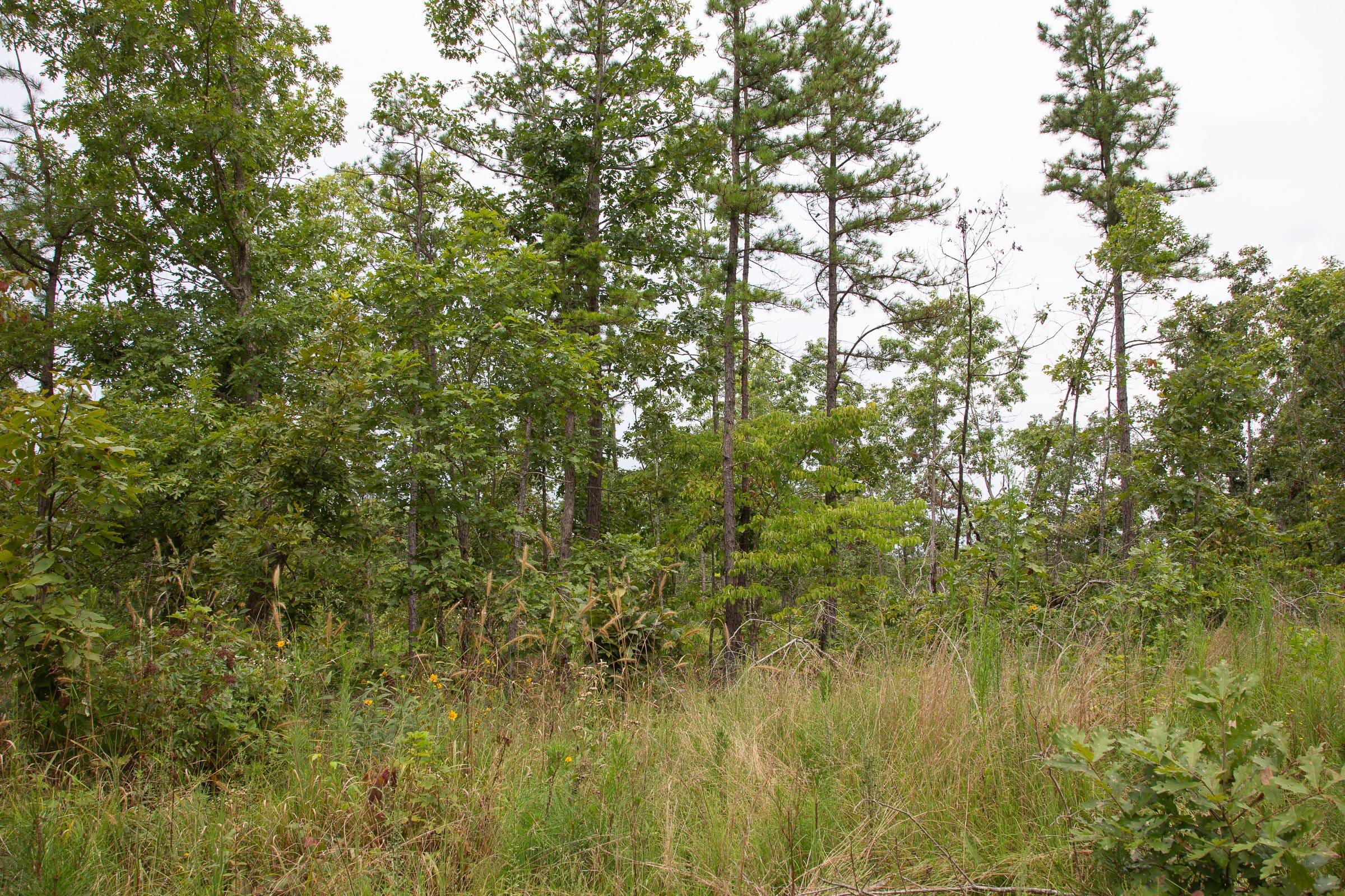 Borgmann’s Hollow Phase I Tract 25 photo 6