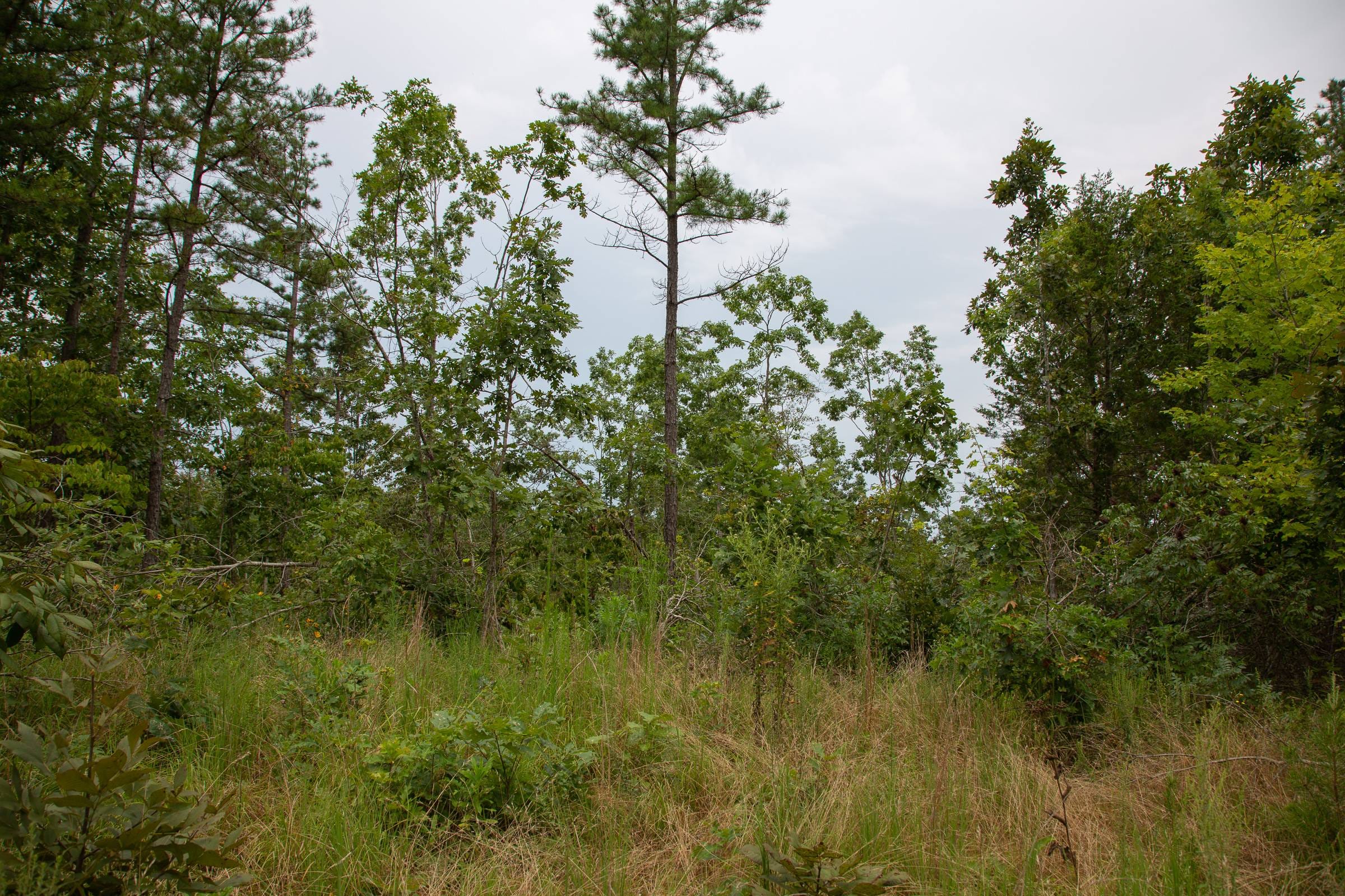 Borgmann’s Hollow Phase I Tract 25 photo 7